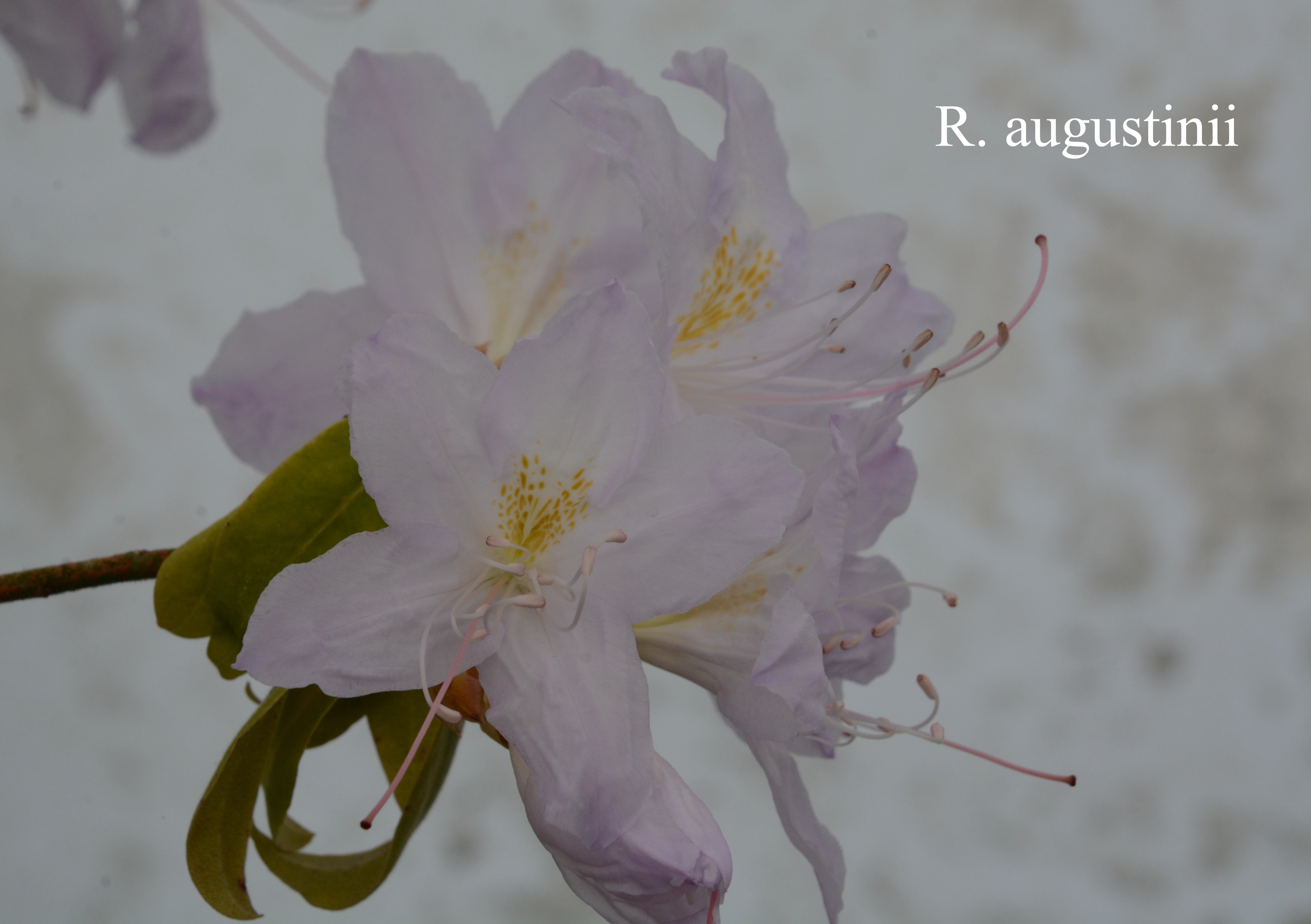 Rhododendron augustinii ssp augustinii photo