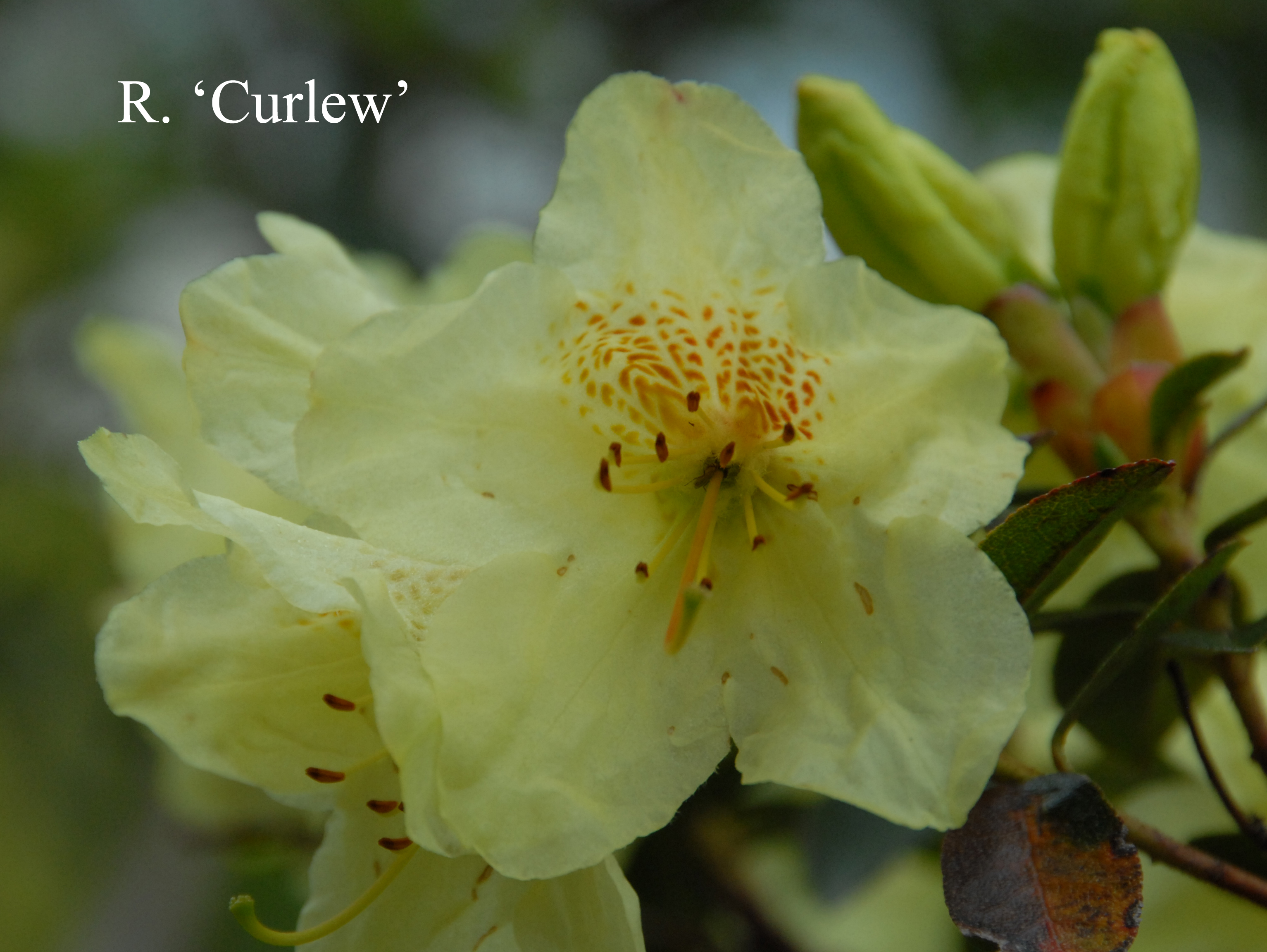 Rhododendron Curlew photo