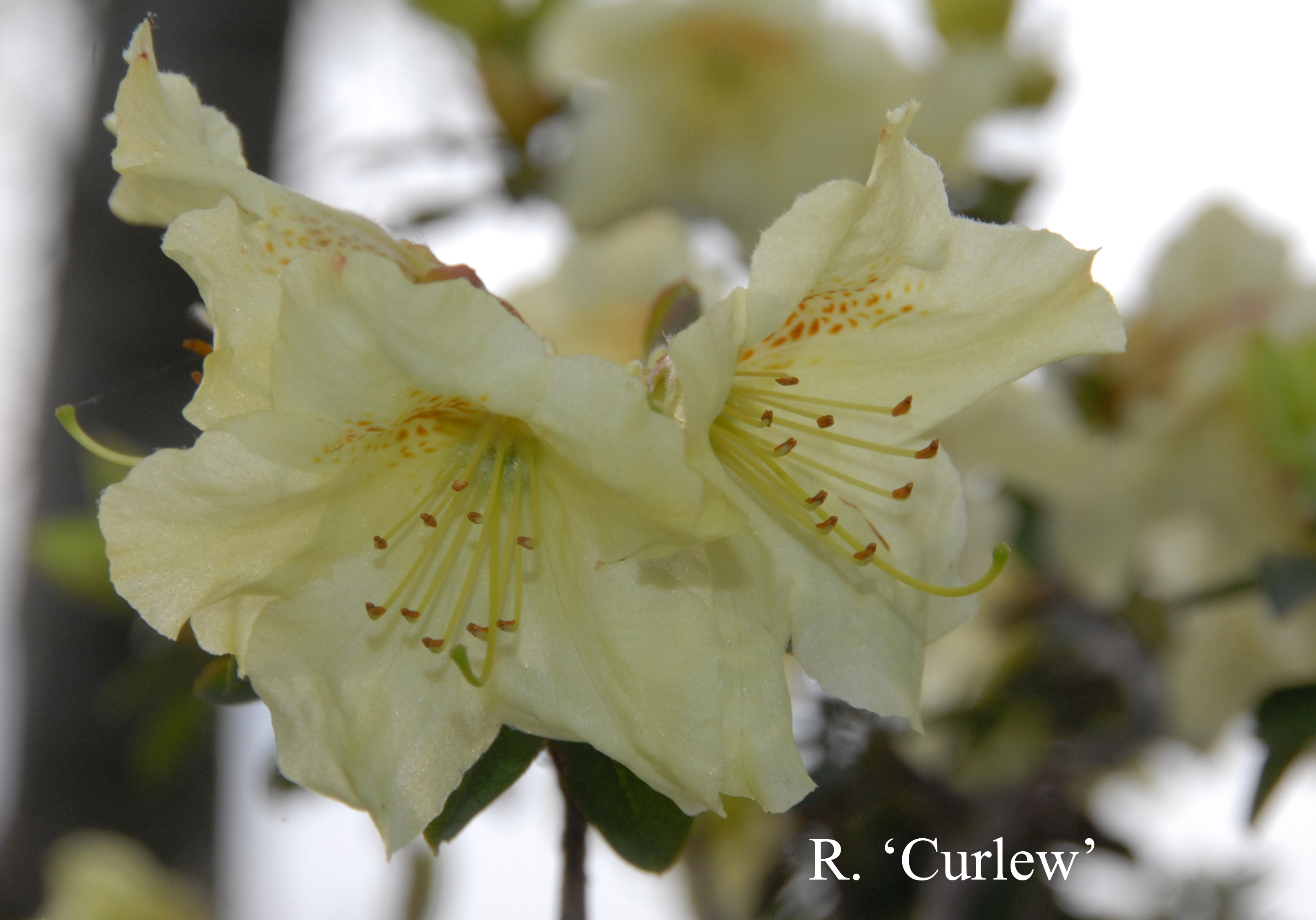 Rhododendron Curlew photo