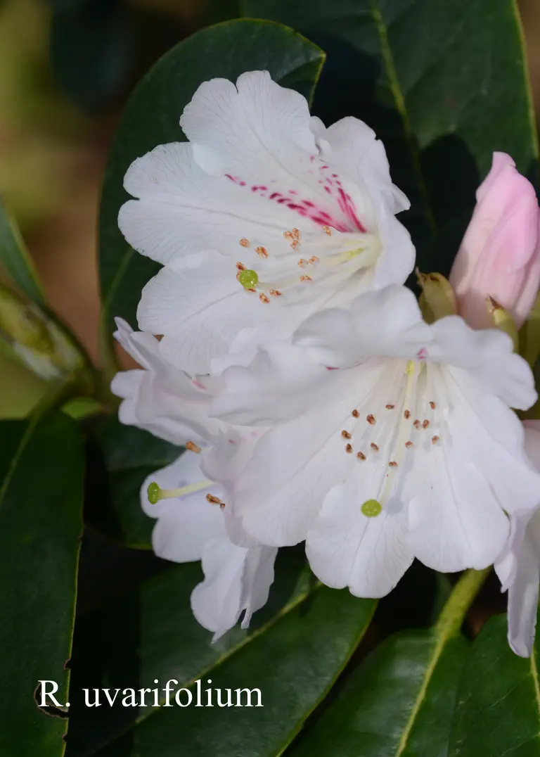 Photo of R. uvariifolium var uvariifolium, Species