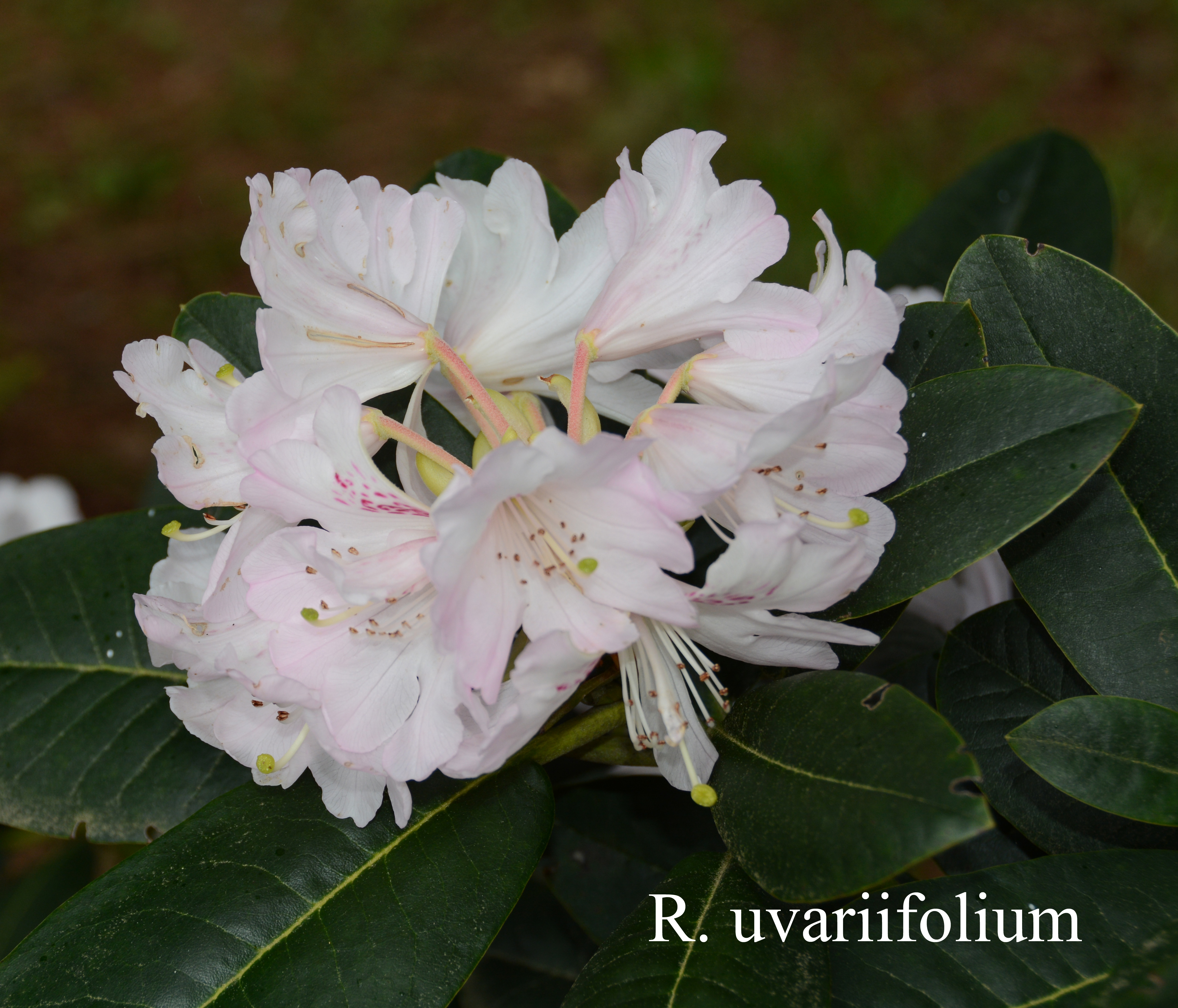 Rhododendron uvariifolium var uvariifolium photo