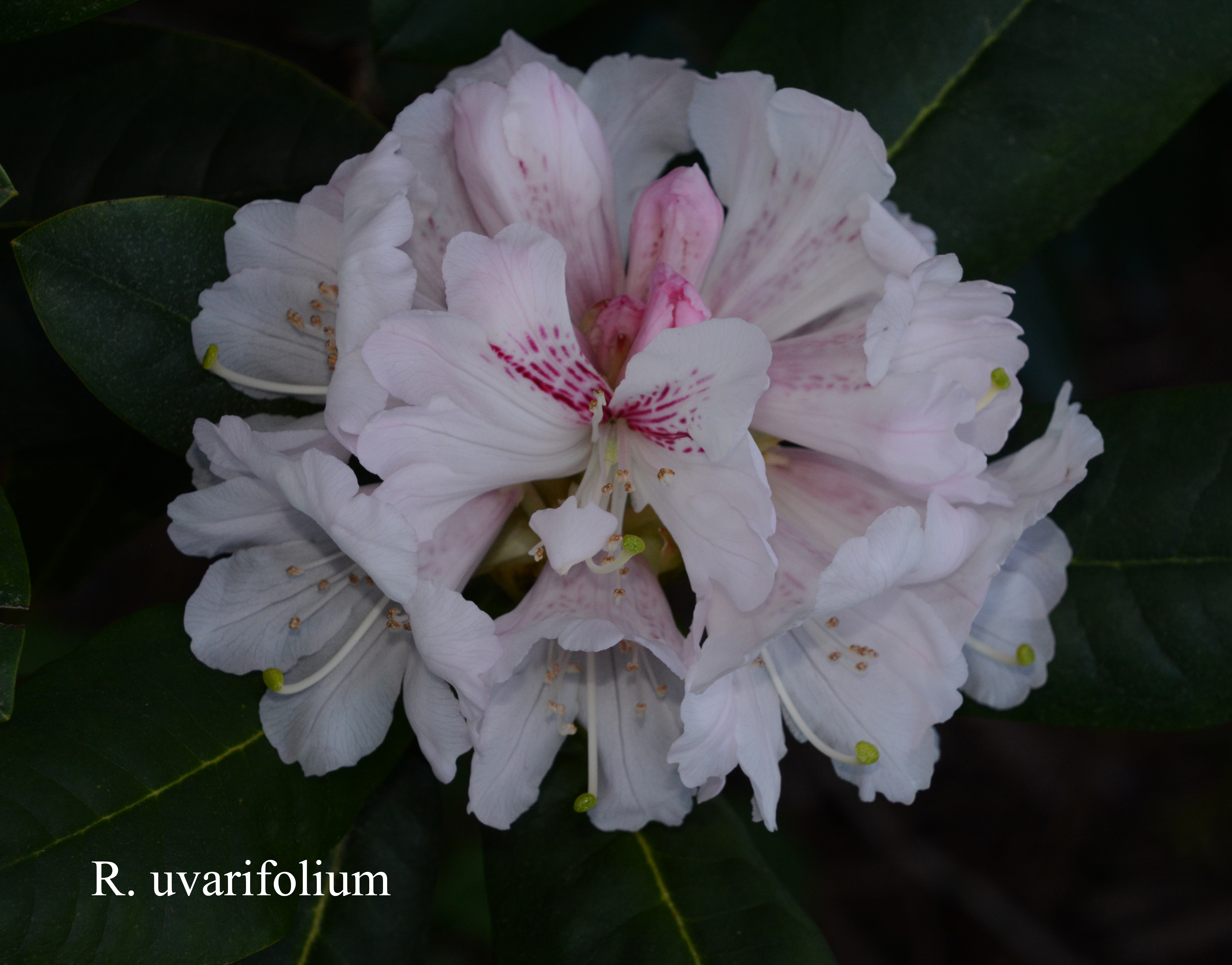 Rhododendron uvariifolium var uvariifolium photo