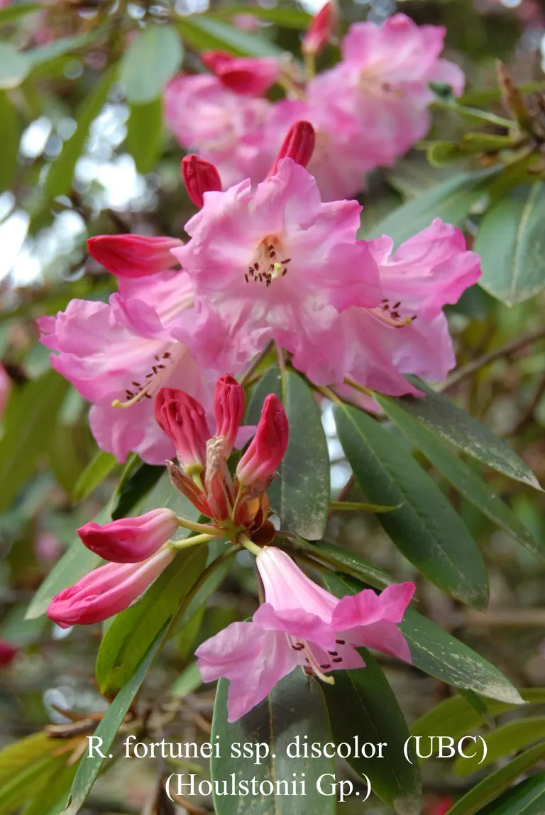 Photo of R. fortunei ssp discolor Houlstonii Group, Species