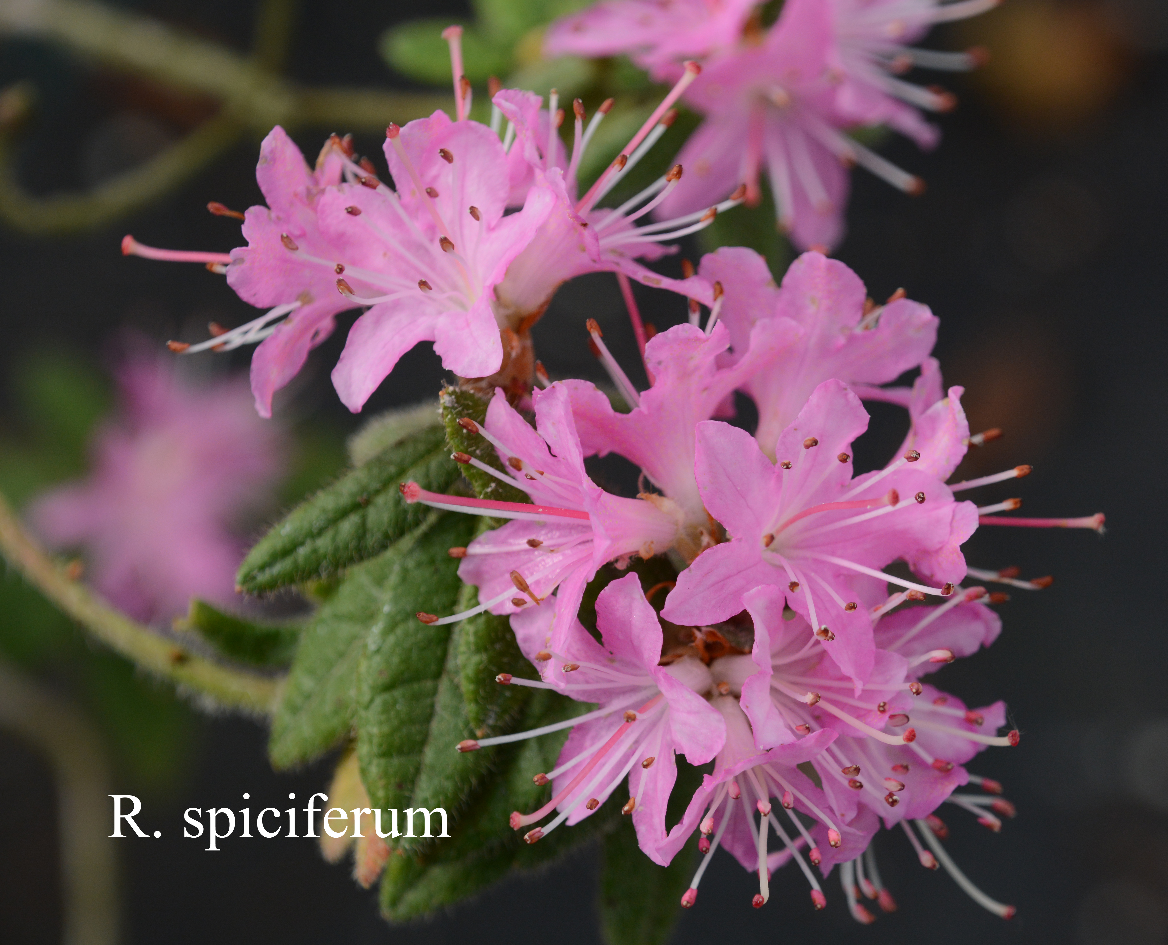 Rhododendron scabrifolium var spiciferum photo