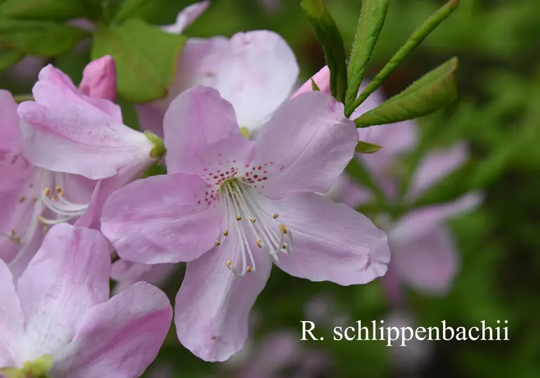 Photo of R. schlippenbachii, Species