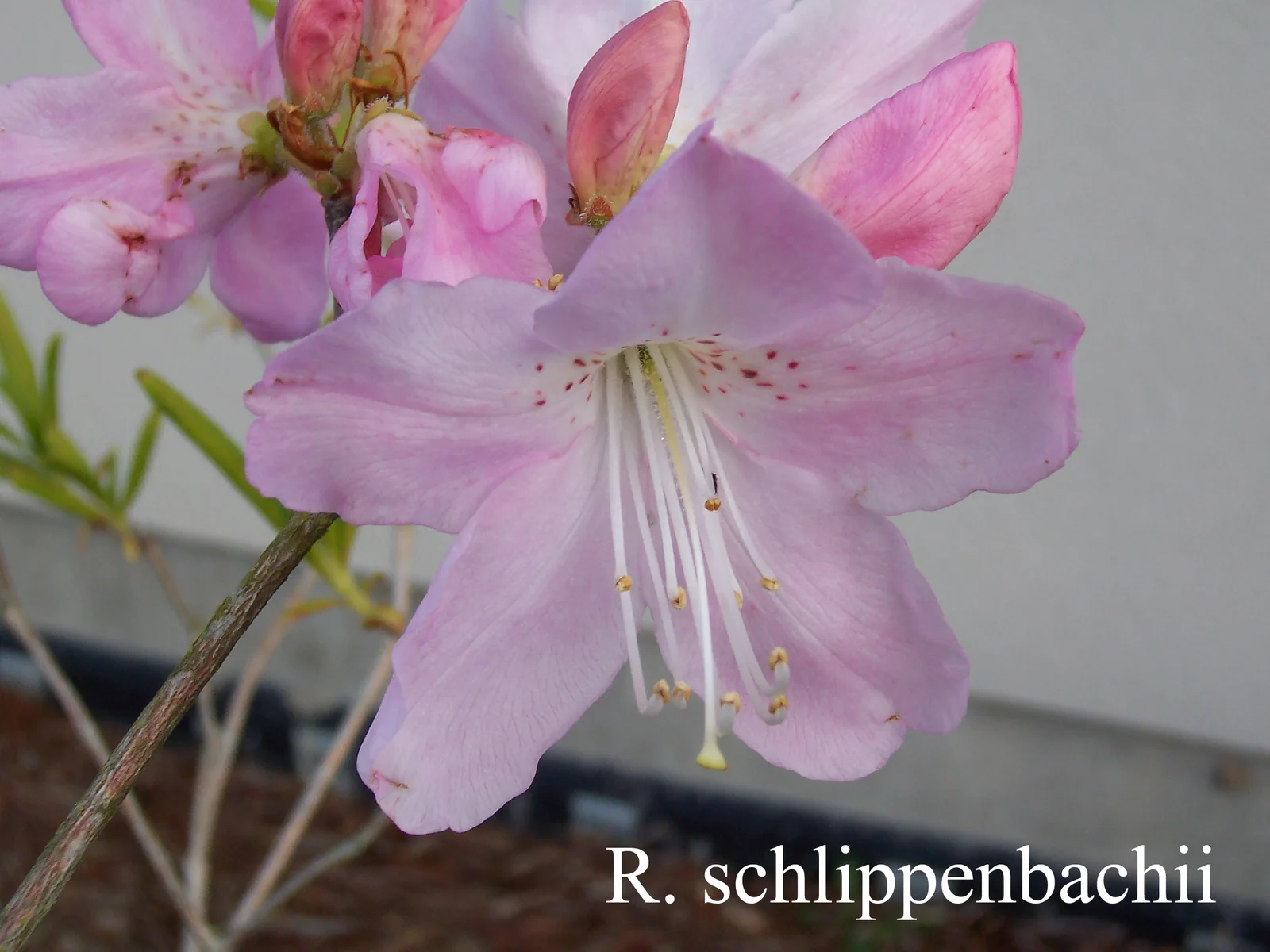 R. schlippenbachii photo of R. schlippenbachii. Location: Fearing's Farm Nursery, Abbotsford, BC, Canada. Photo by: Harold Fearing
