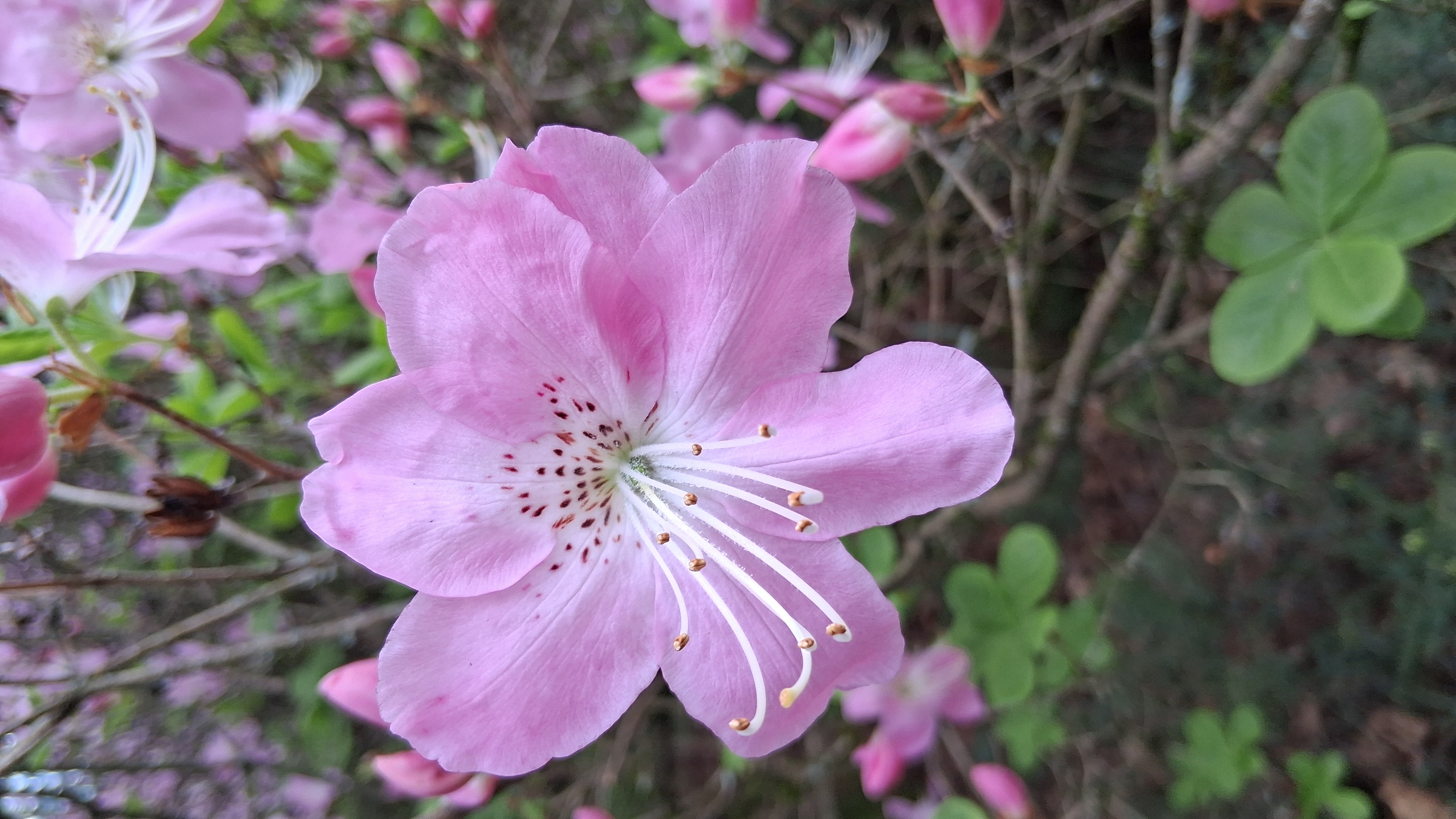 Rhododendron schlippenbachii photo