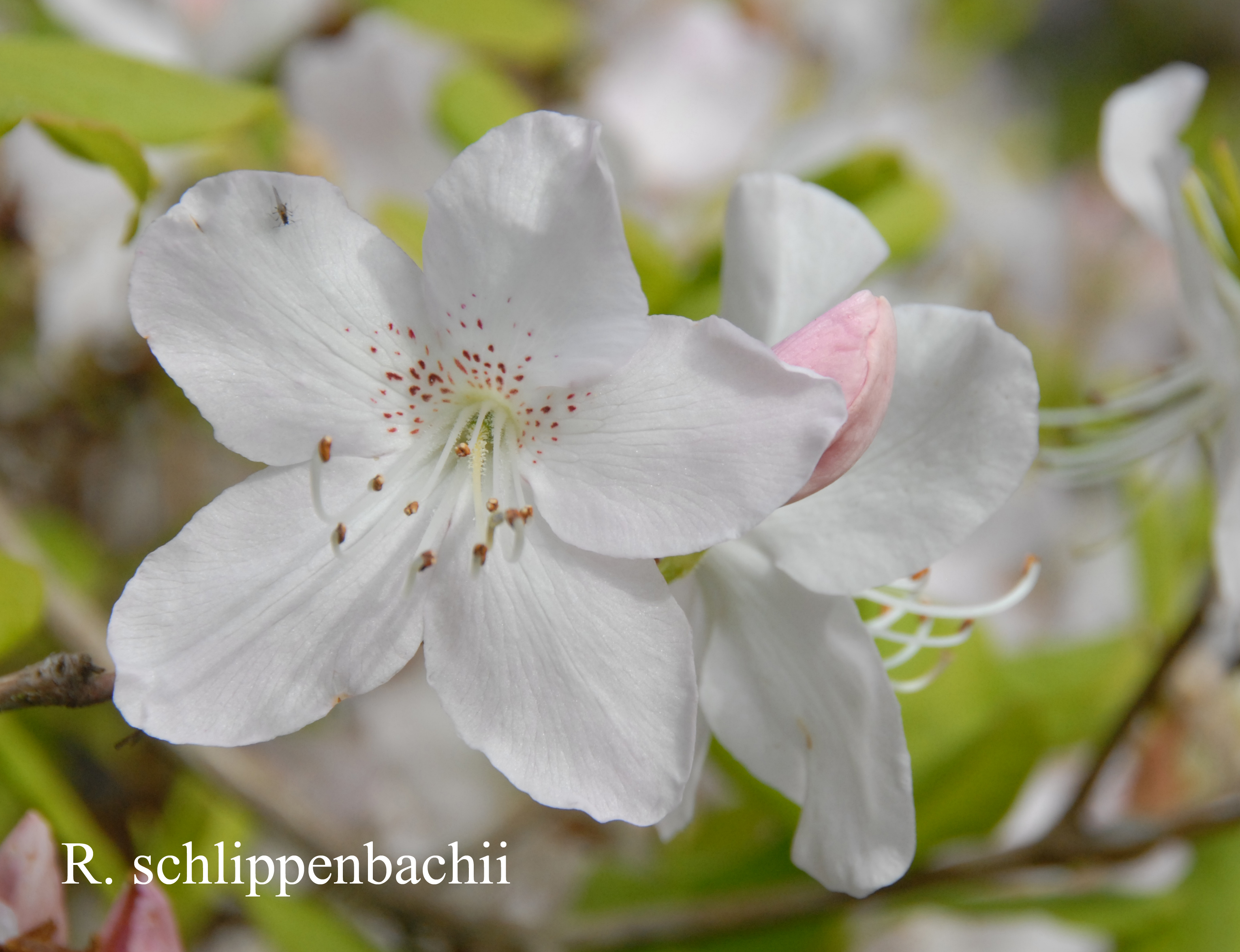 Rhododendron schlippenbachii photo