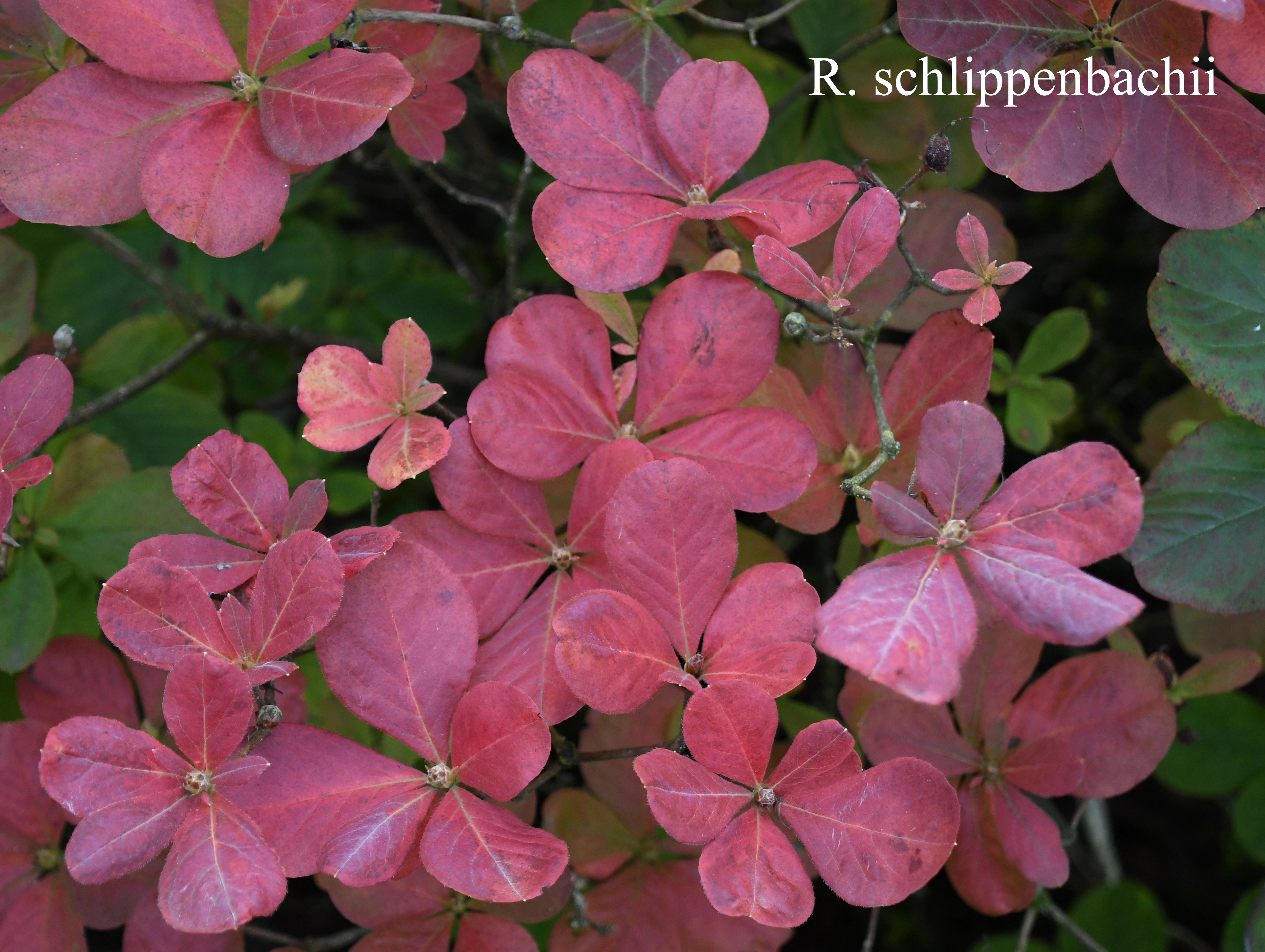 Rhododendron schlippenbachii photo