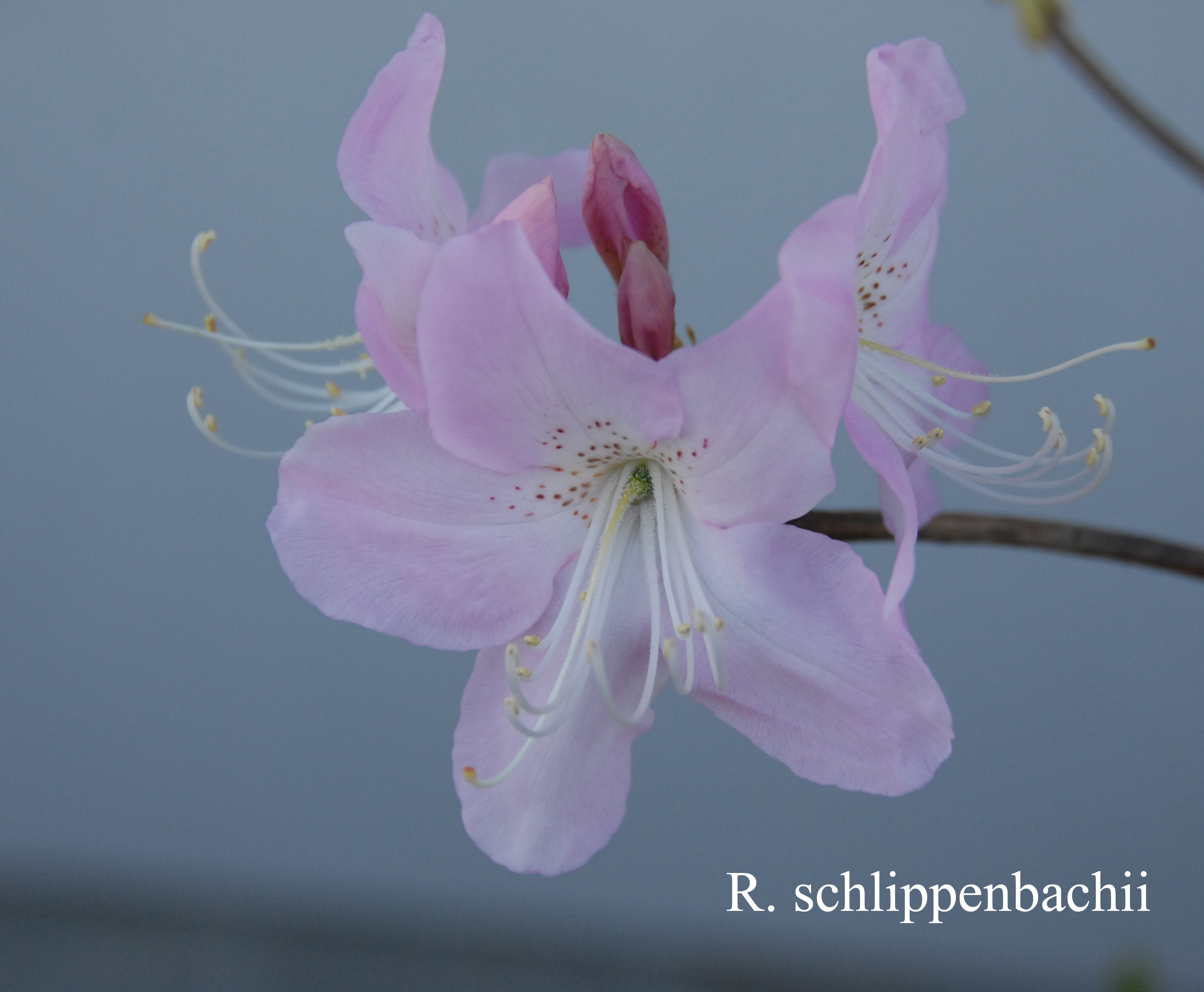 Rhododendron schlippenbachii photo