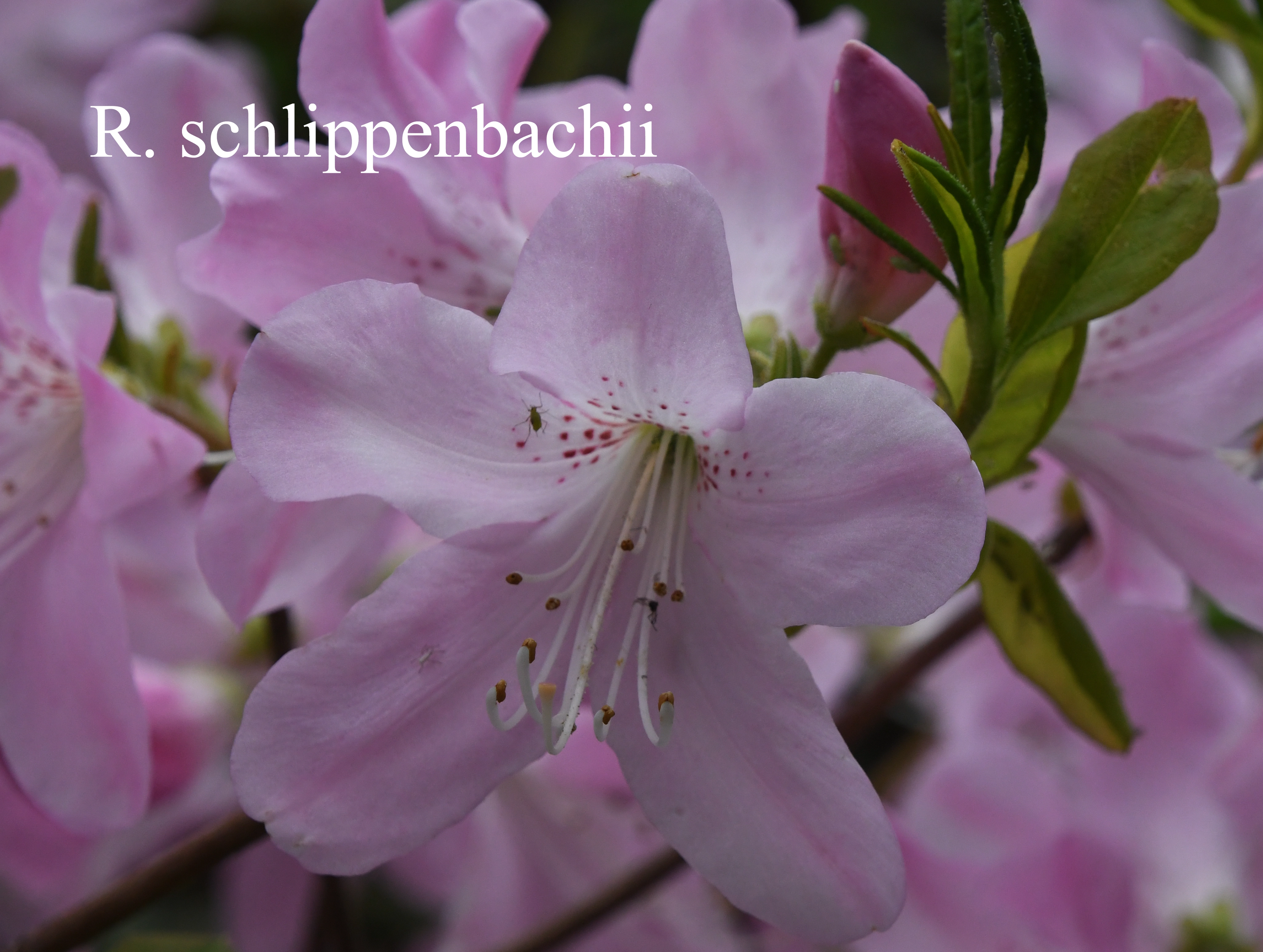 Rhododendron schlippenbachii photo