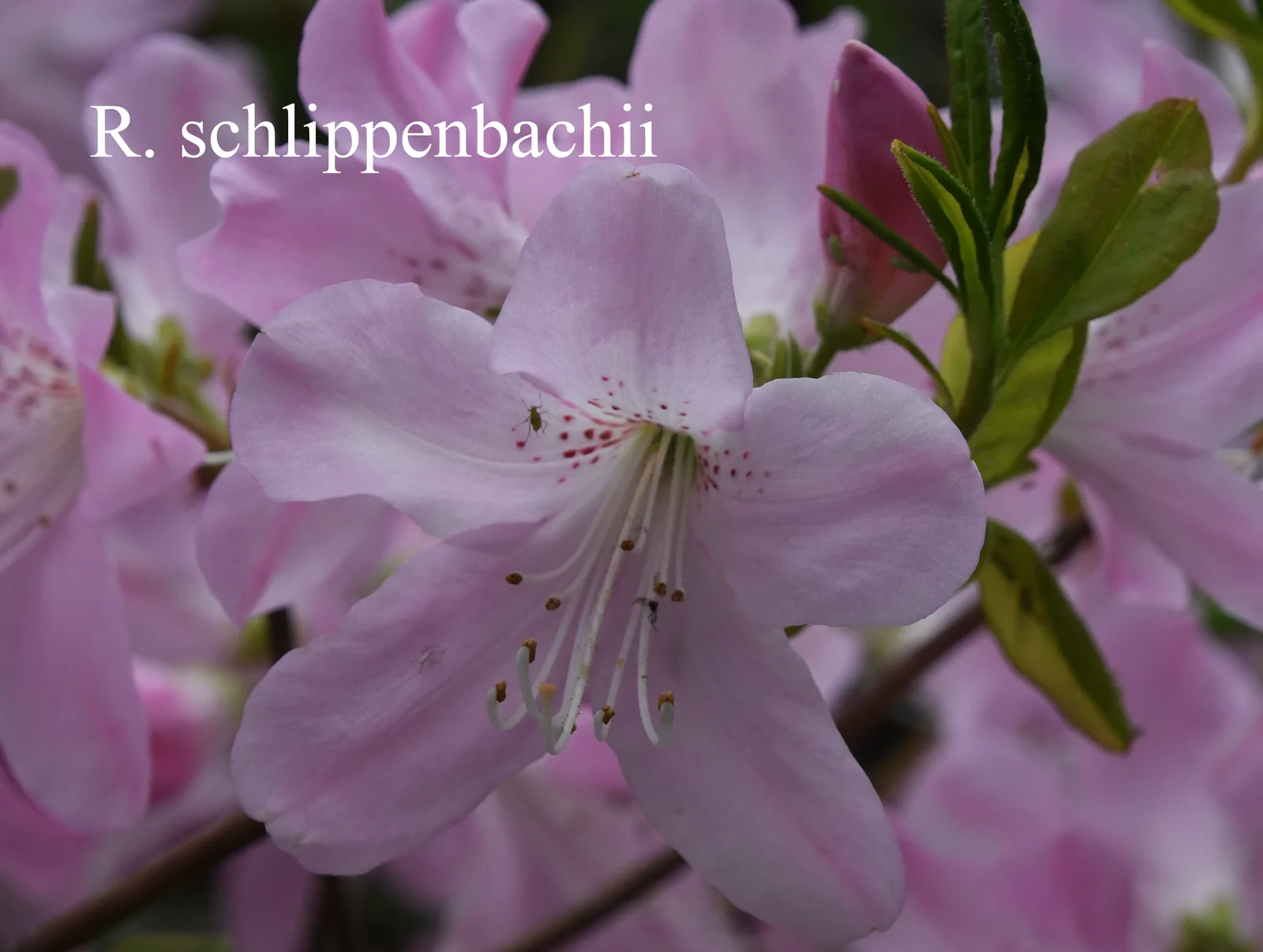 R. schlippenbachii photo of R. schlippenbachii. Location: Fearing's Farm Nursery, Abbotsford, BC, Canada. Photo by: Harold Fearing