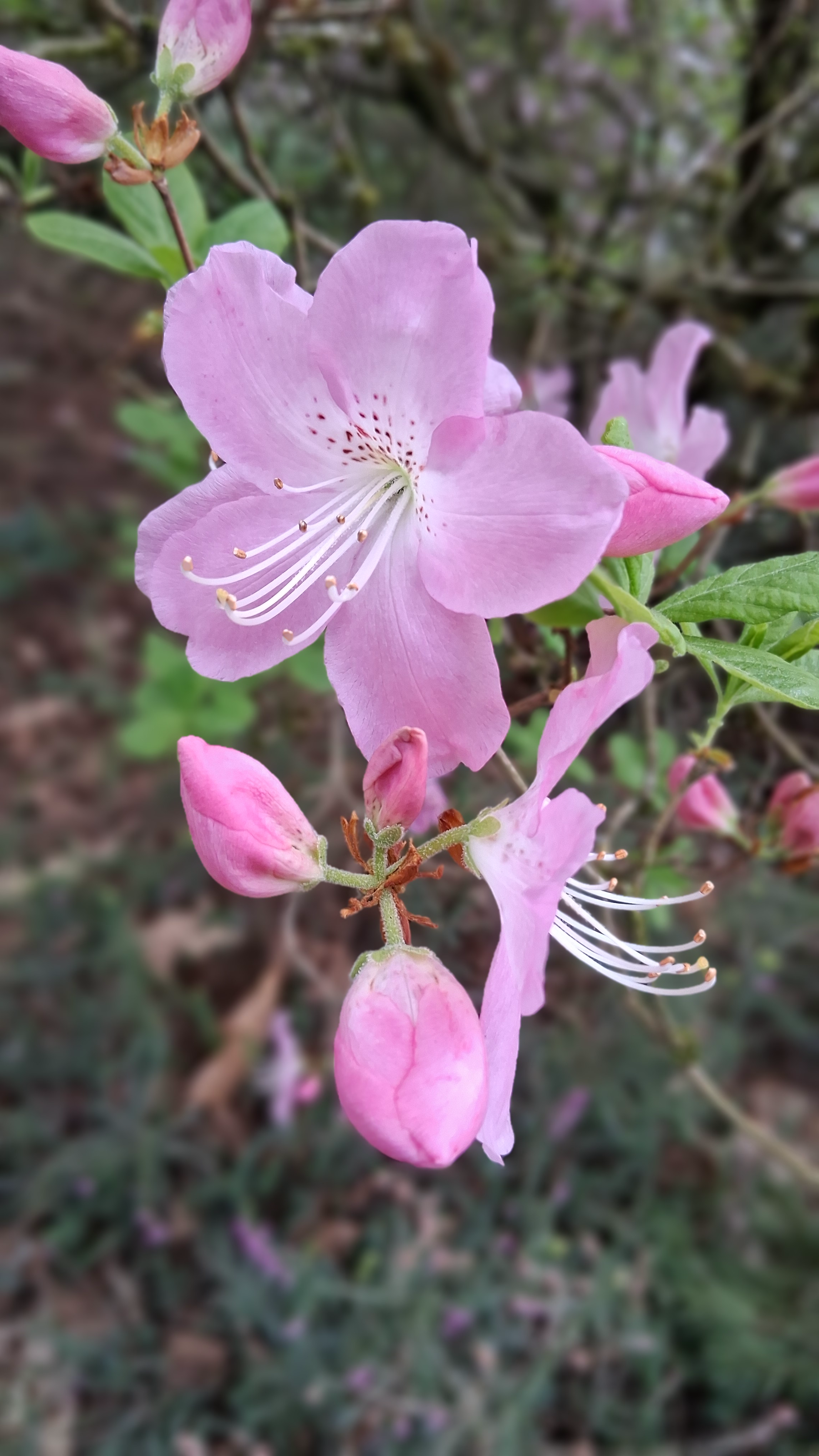Rhododendron schlippenbachii photo