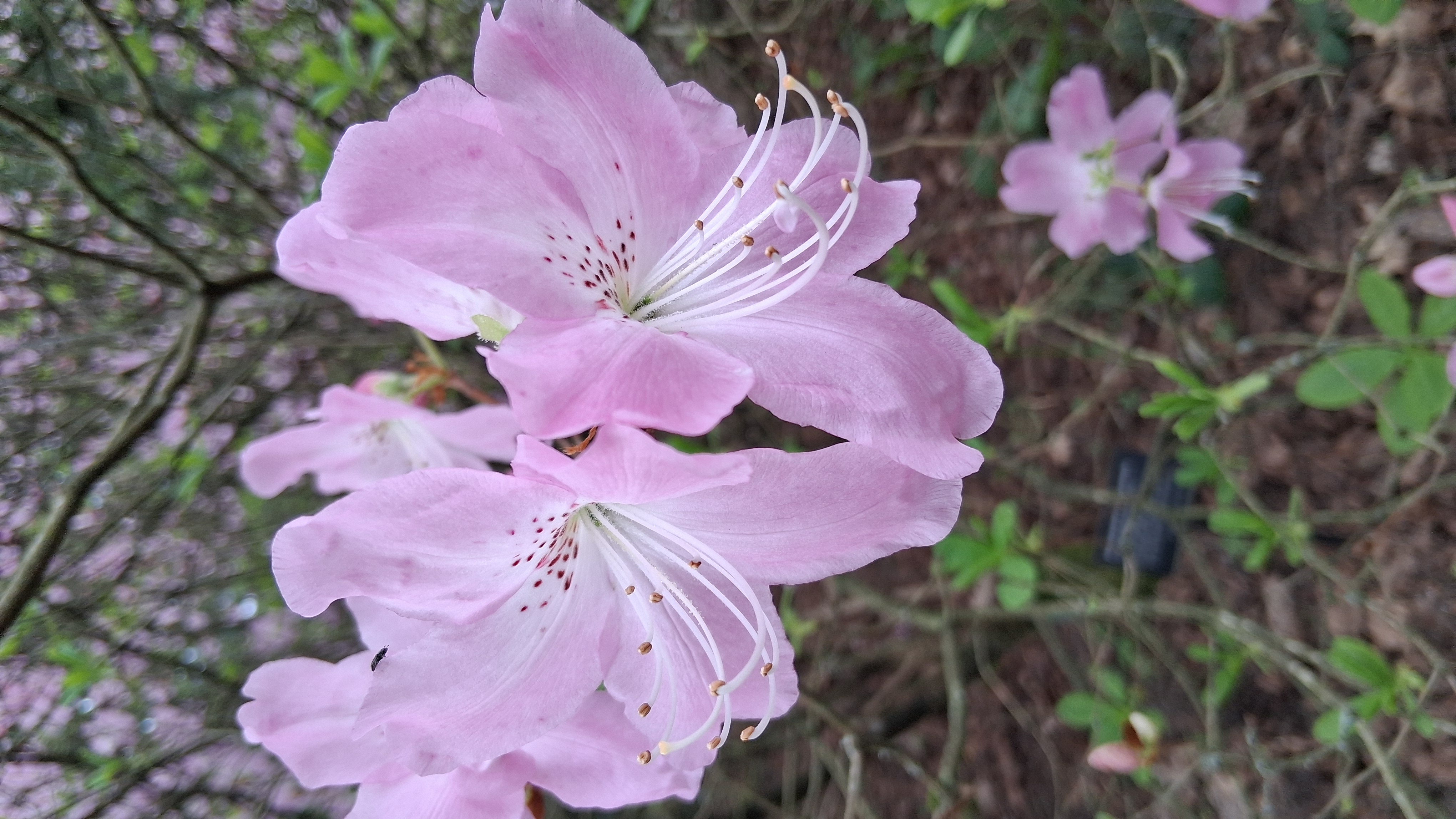 Rhododendron schlippenbachii photo