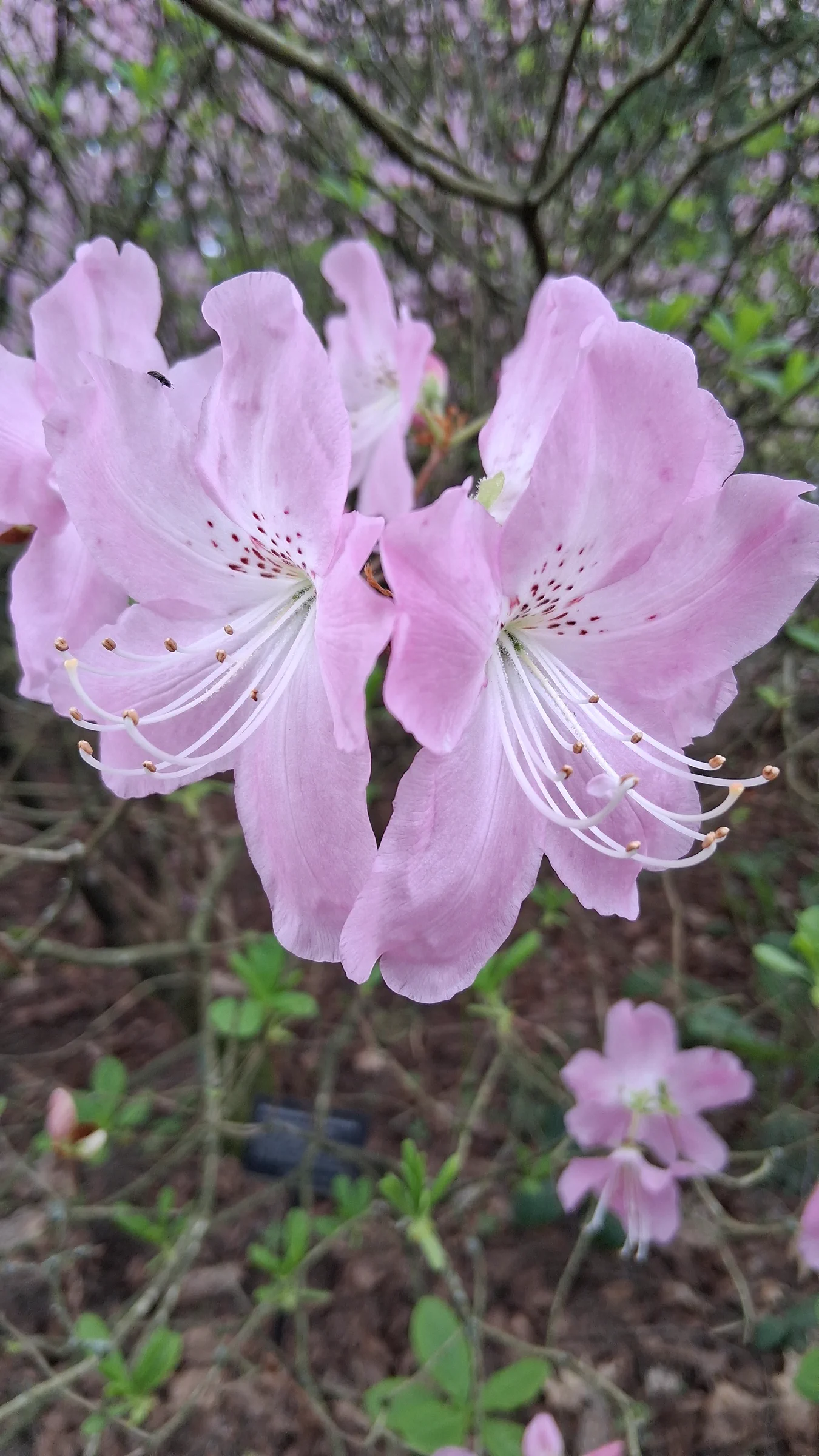 R. schlippenbachii photo of R. schlippenbachii. R. schlippenbachii. Location: Rhododendron Species Botanical Garden. Photo by: Thatrhodylady
