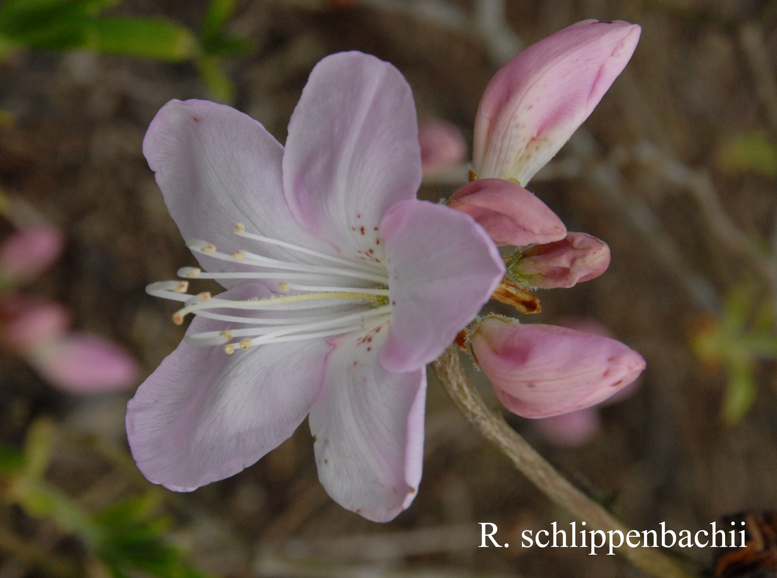 Rhododendron schlippenbachii photo