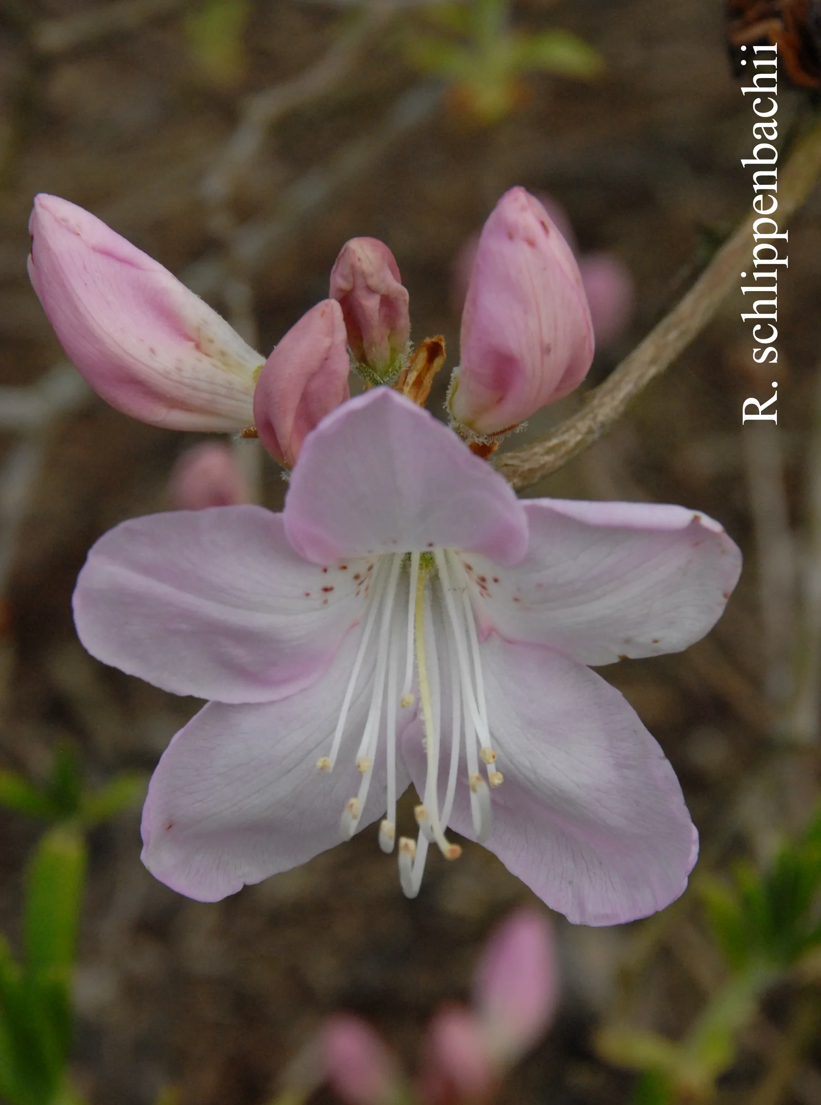 R. schlippenbachii photo of R. schlippenbachii. Location: Fearing's Farm Nursery, Abbotsford, BC, Canada. Photo by: Harold Fearing