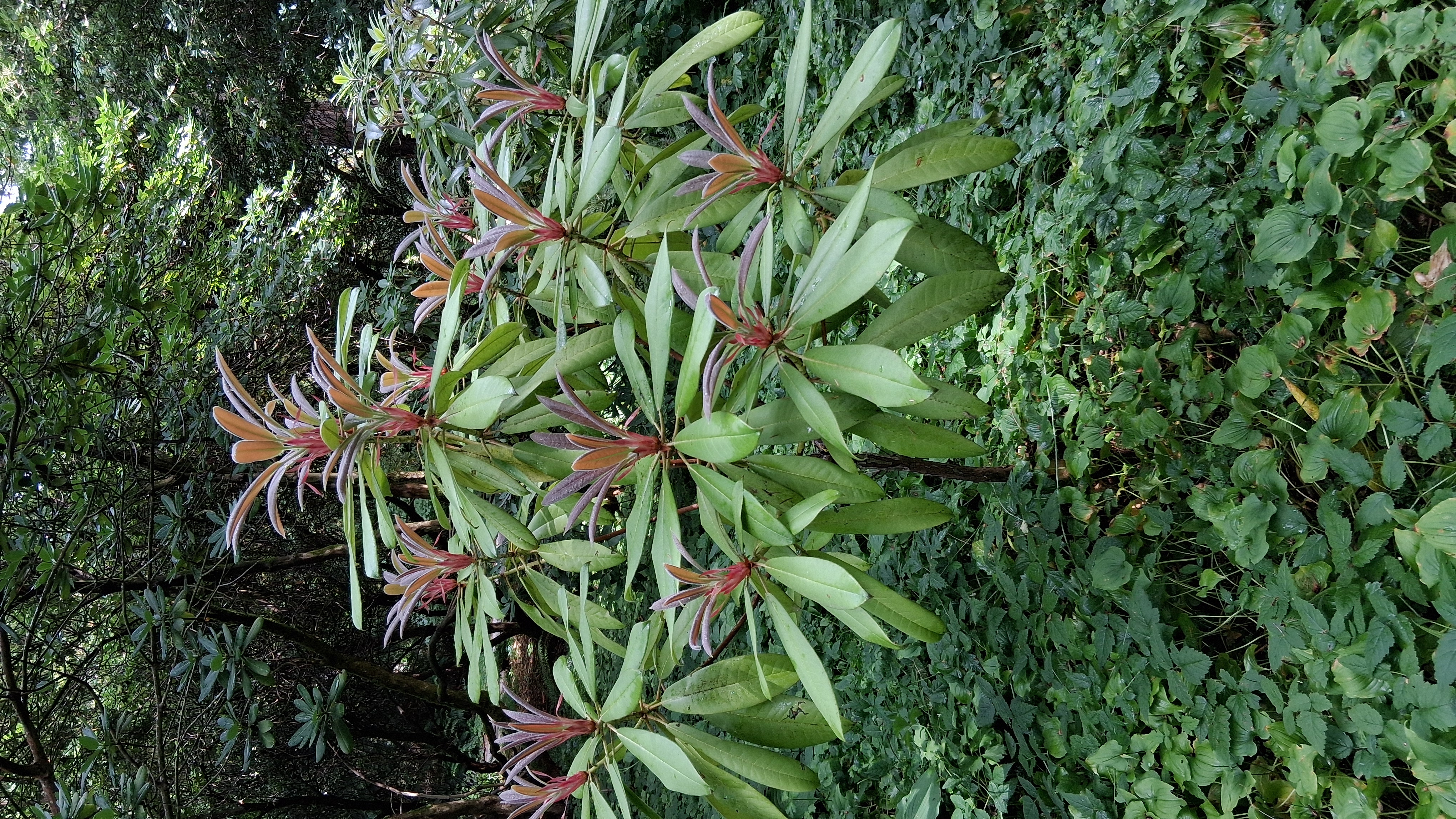 Rhododendron glanduliferum photo