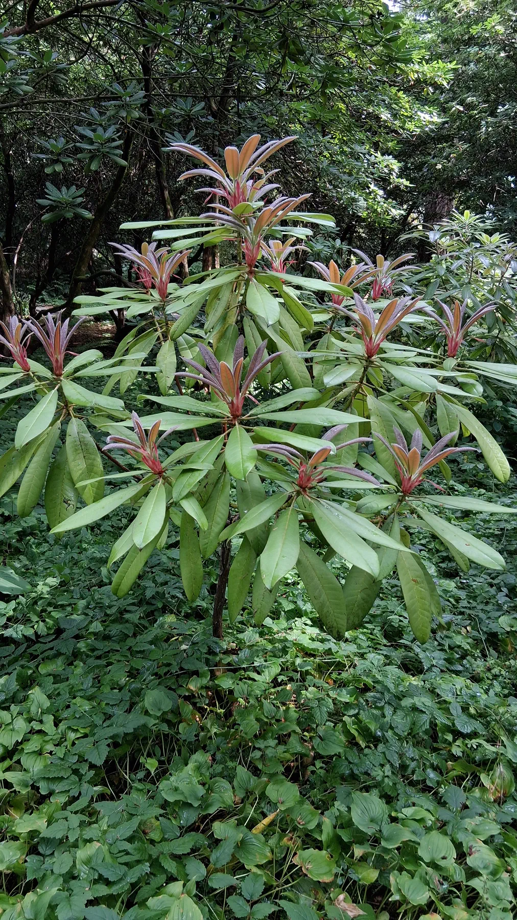 R. glanduliferum photo of R. glanduliferum. R. glanduliferum 2017/232 RSBG (CDHM#14658) new growth.. Location: Rhododendron Species Botanical Garden. Photo by: Thatrhodylady