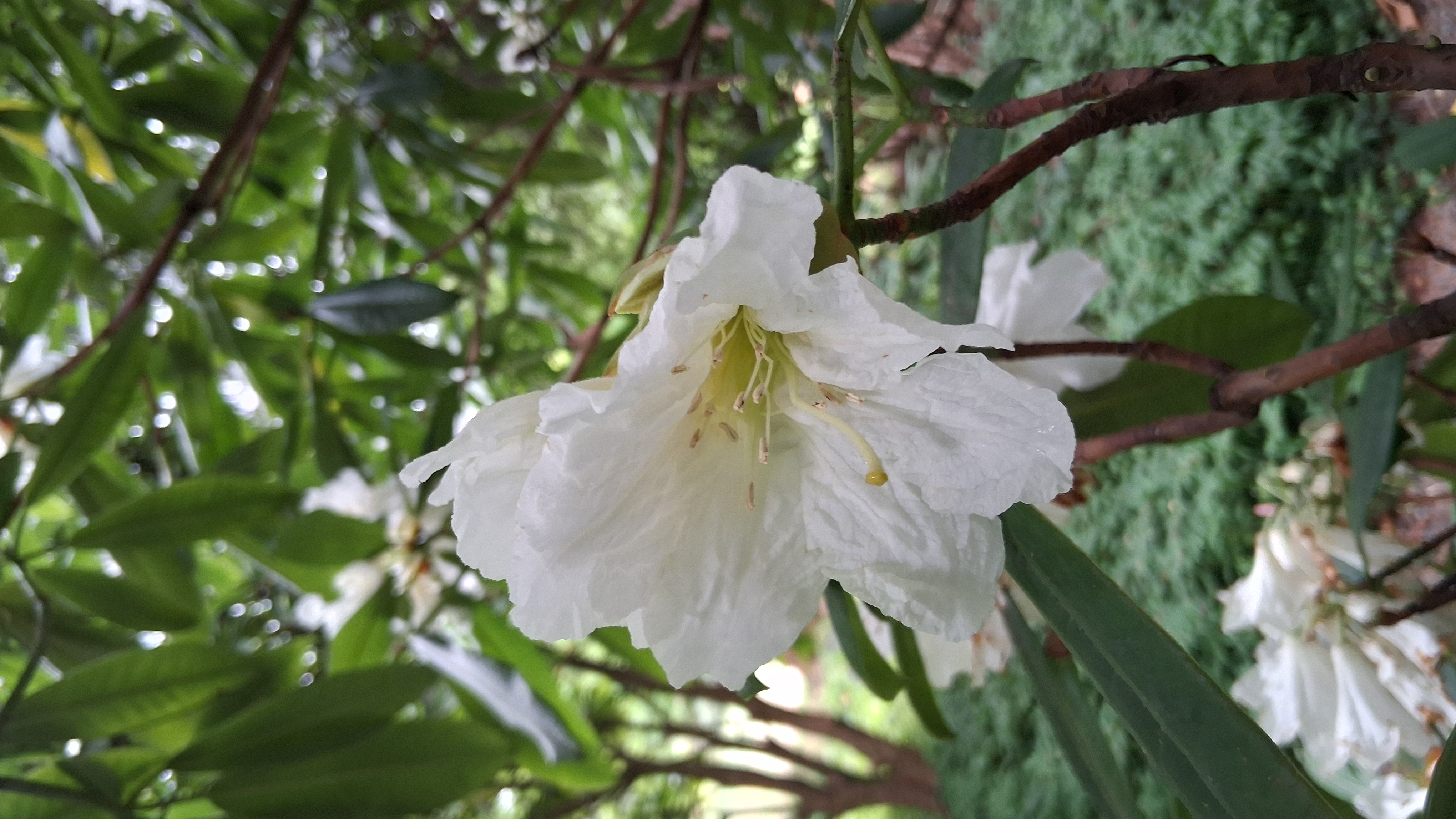 Rhododendron glanduliferum photo