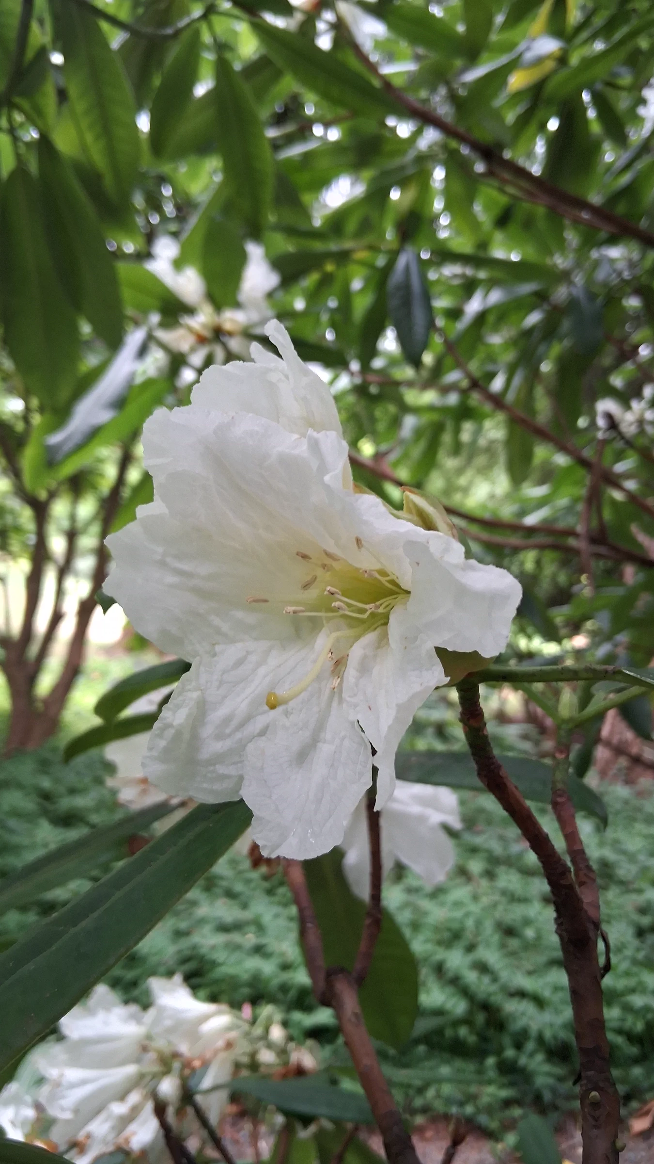 R. glanduliferum photo of R. glanduliferum. R. glanduliferum 1998/671 RSBG flower.. Location: Rhododendron Species Botanical Garden. Photo by: Thatrhodylady
