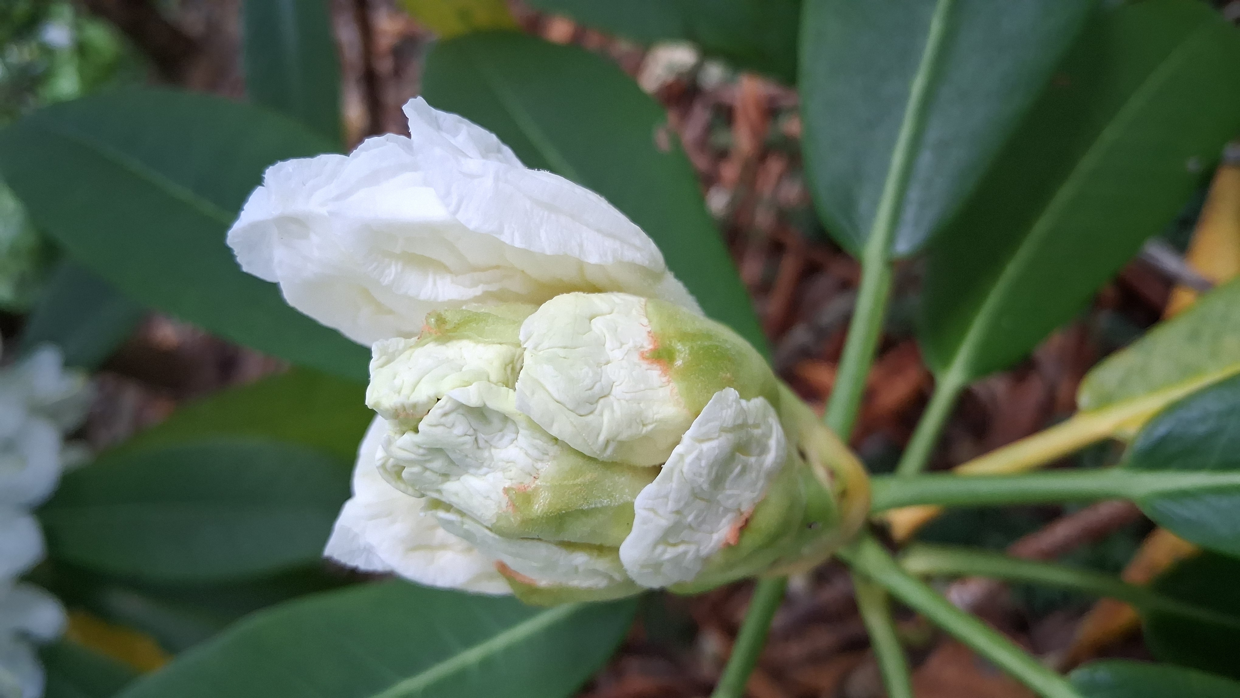 Rhododendron glanduliferum photo