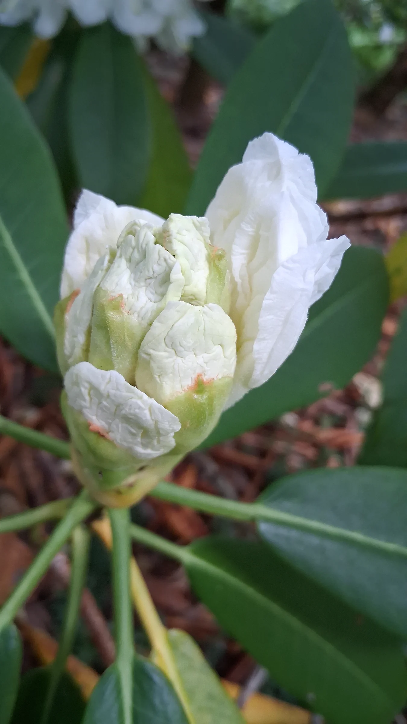 R. glanduliferum photo of R. glanduliferum. R. glanduliferum 1998/671 RSBG flowers starting to open.. Location: Rhododendron Species Botanical Garden. Photo by: Thatrhodylady
