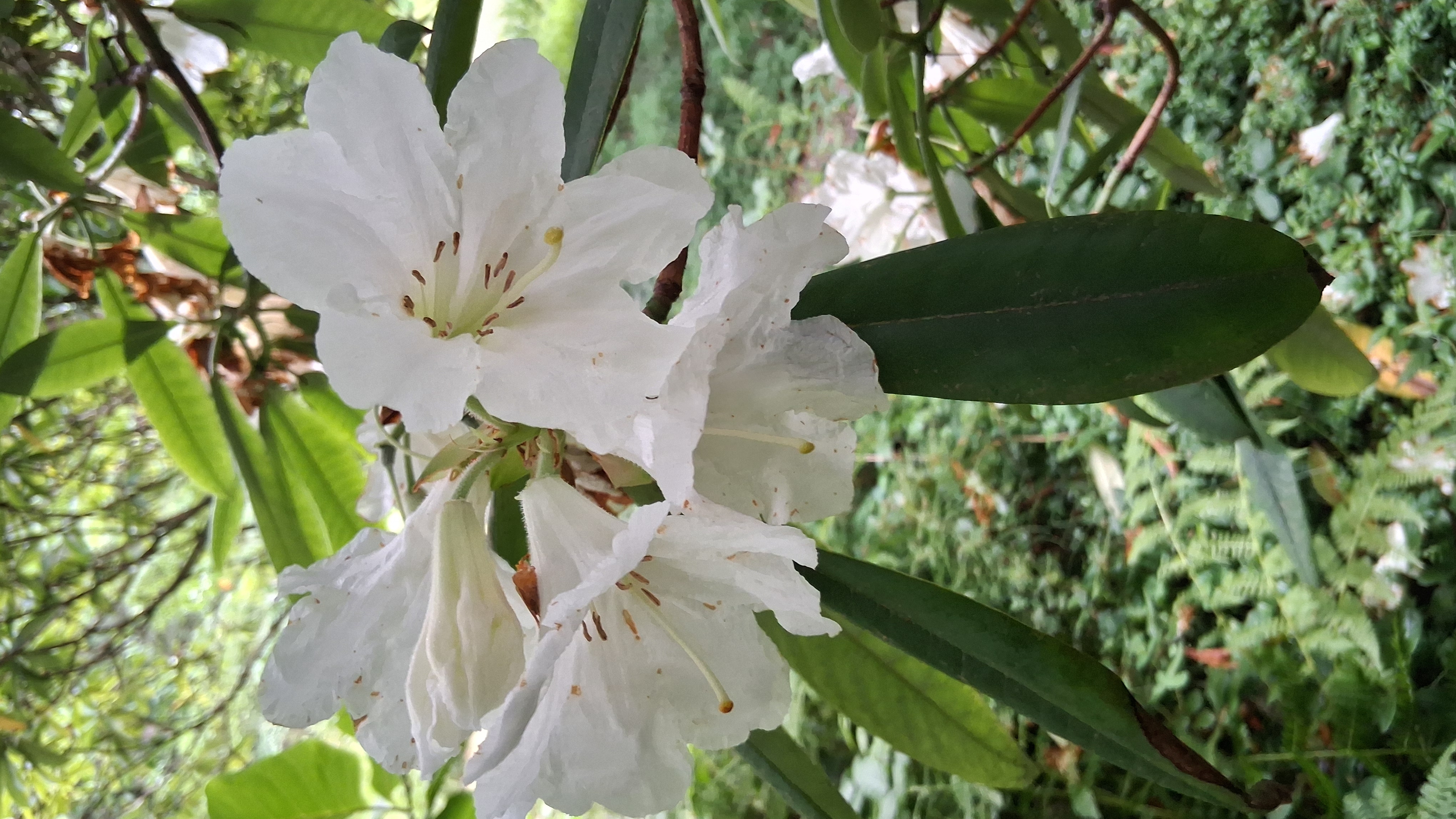 Rhododendron glanduliferum photo