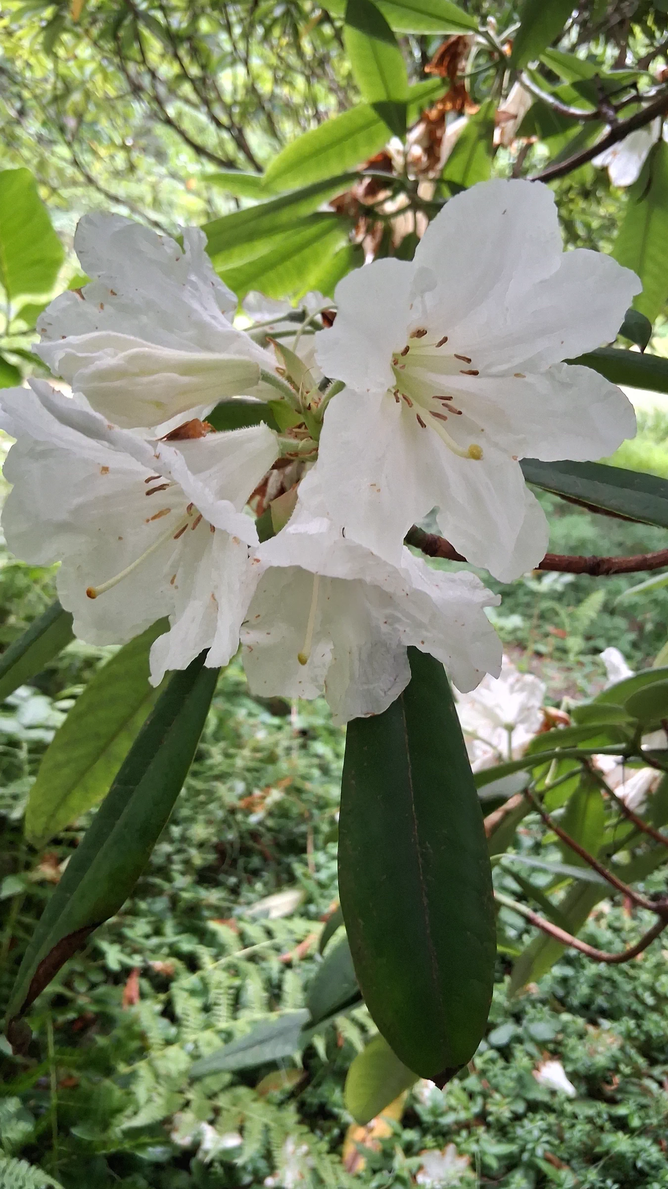 R. glanduliferum photo of R. glanduliferum. R. glanduliferum 1998/671 RSBG flowers.. Location: Rhododendron Species Botanical Garden. Photo by: Thatrhodylady
