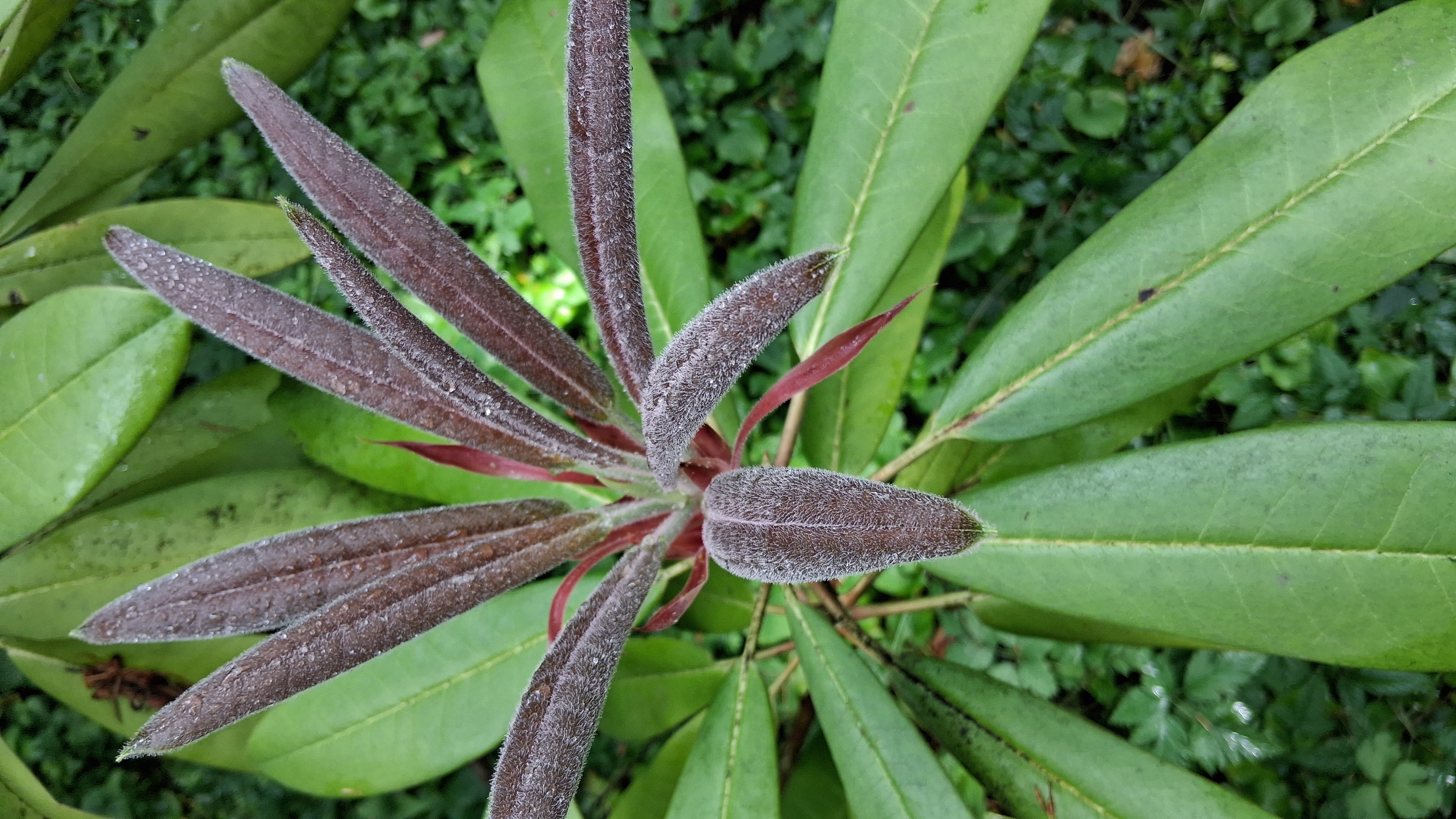 Rhododendron glanduliferum photo