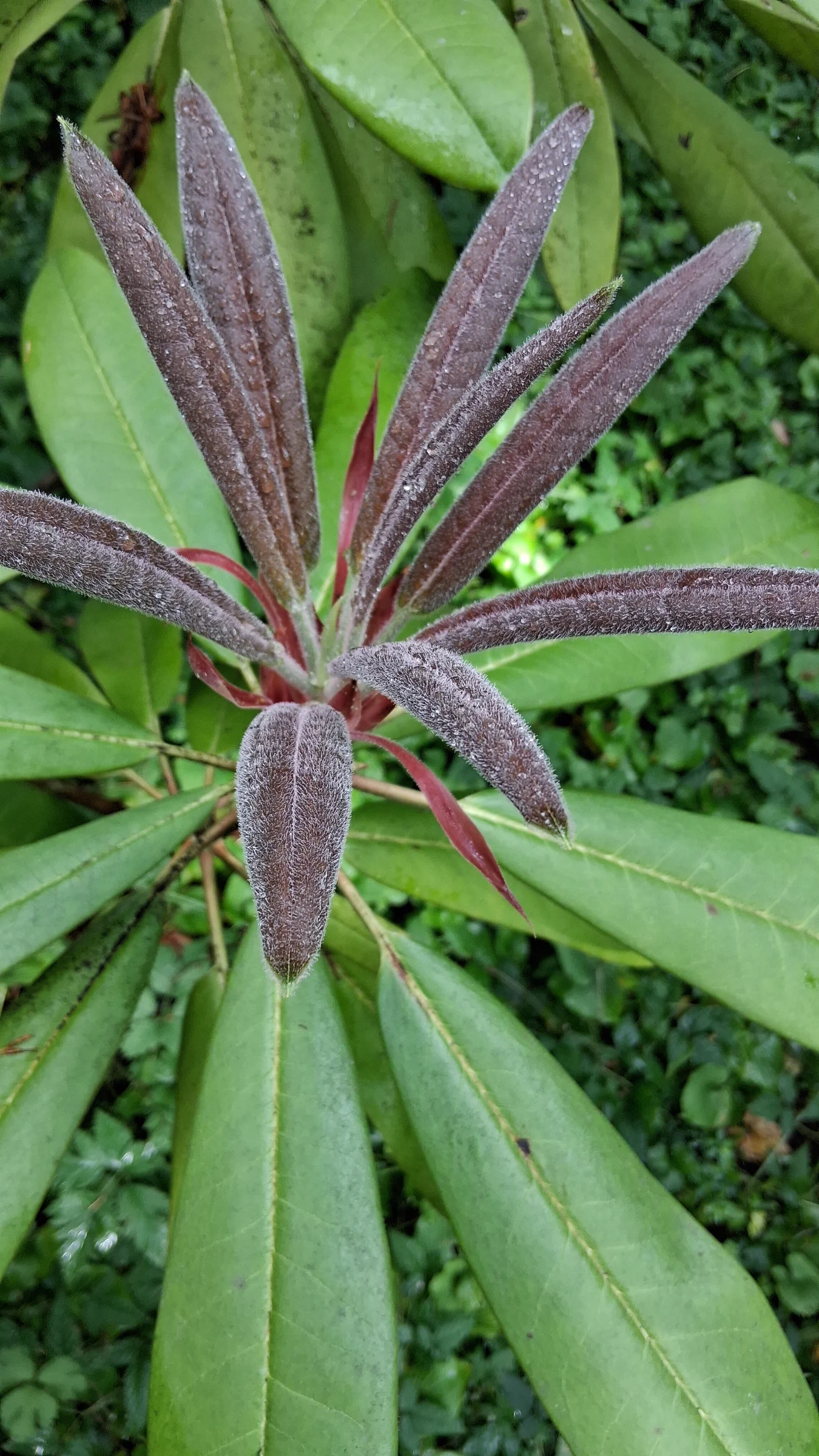 R. glanduliferum photo of R. glanduliferum. R. glanduliferum 2017/232 RSBG (CDHM#14658) new growth.. Location: Rhododendron Species Botanical Garden. Photo by: Thatrhodylady
