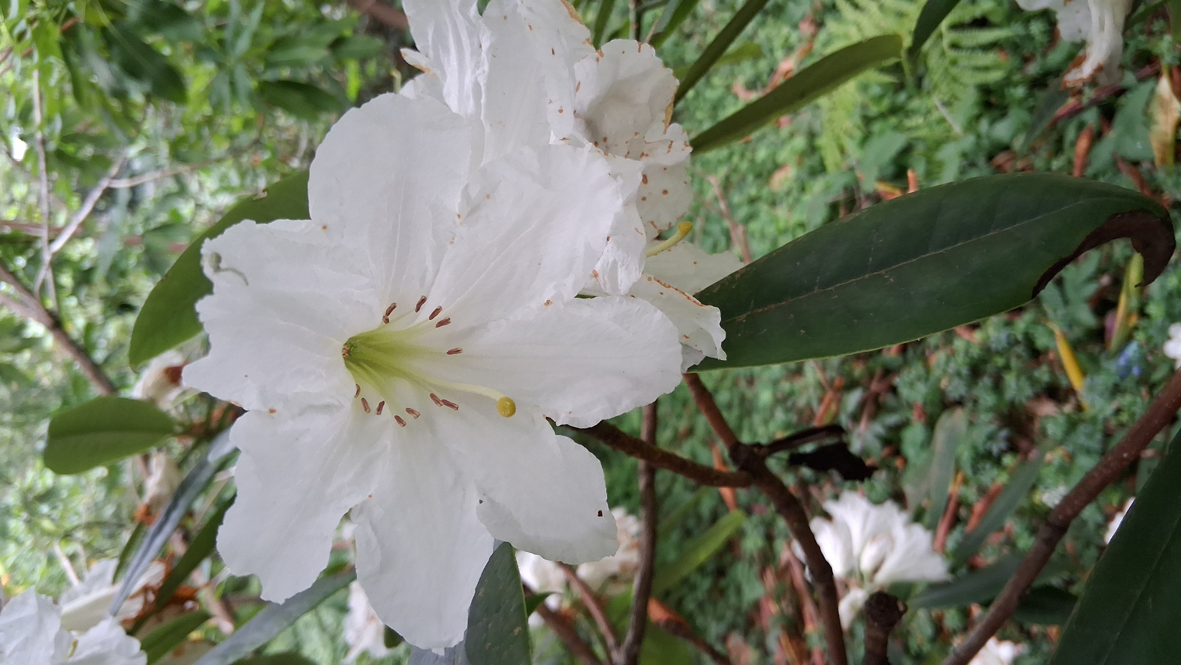 Rhododendron glanduliferum photo