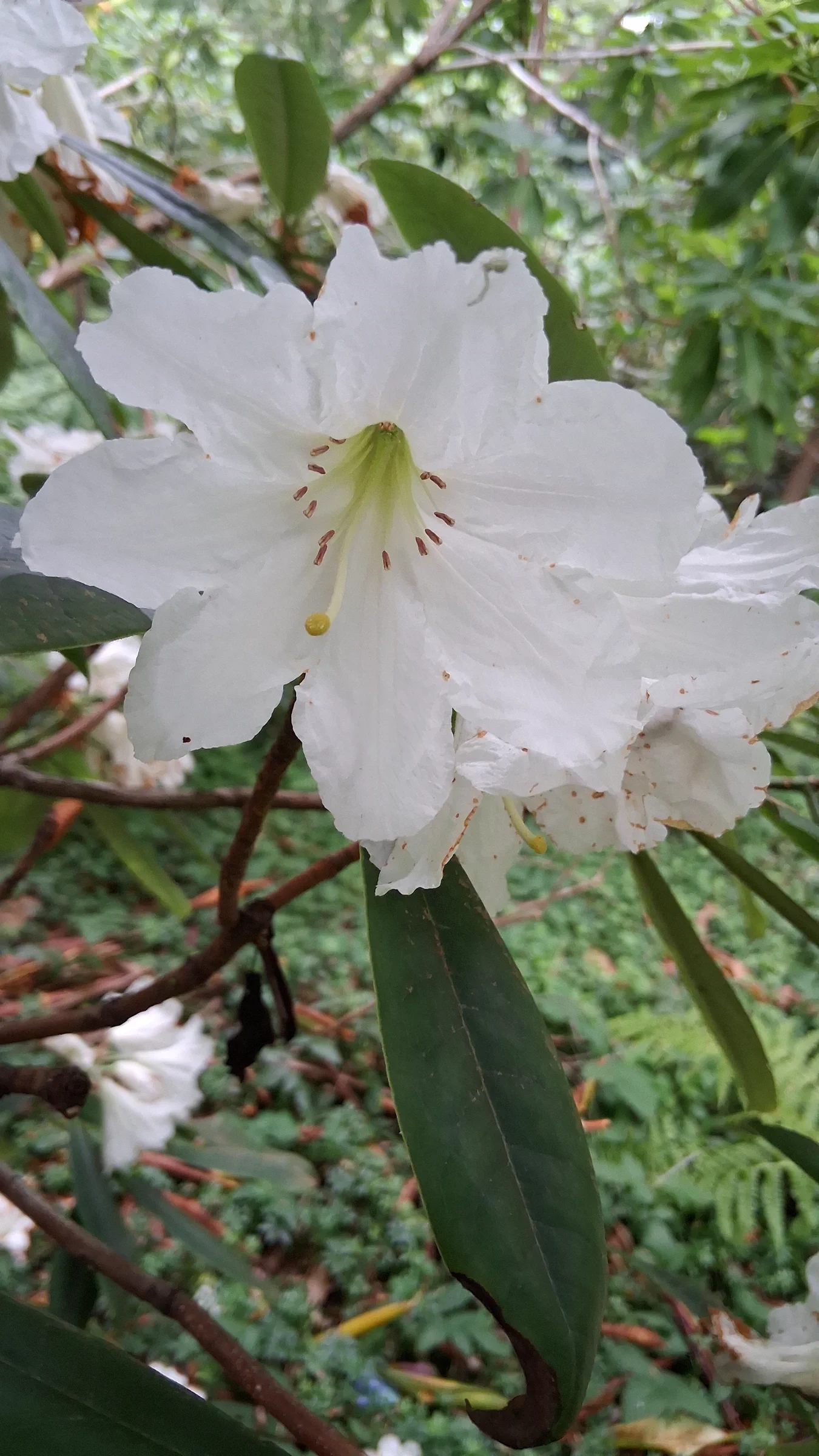 R. glanduliferum photo of R. glanduliferum. R. glanduliferum 1998/671 RSBG flower.. Location: Rhododendron Species Botanical Garden. Photo by: Thatrhodylady