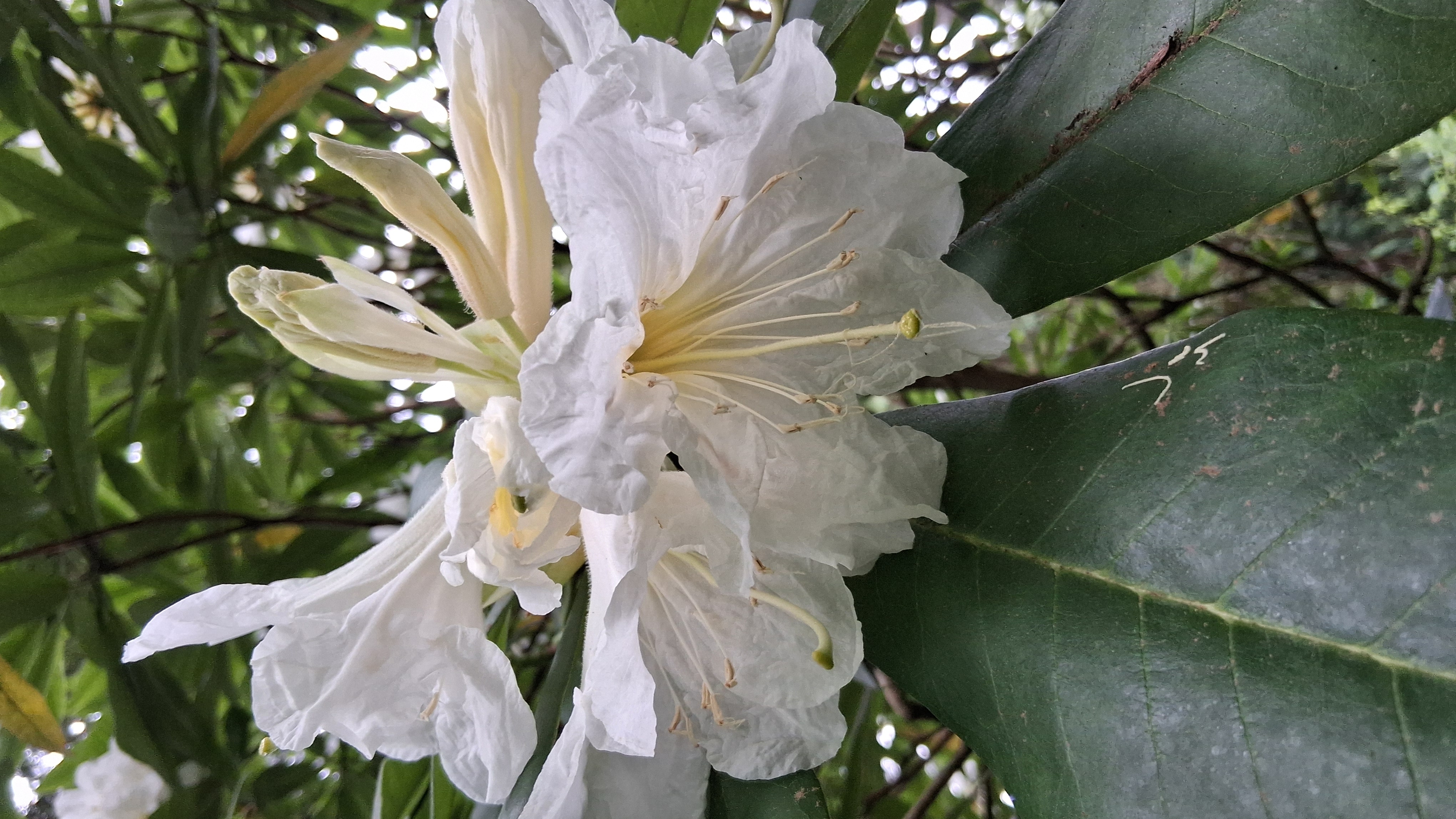 Rhododendron glanduliferum photo