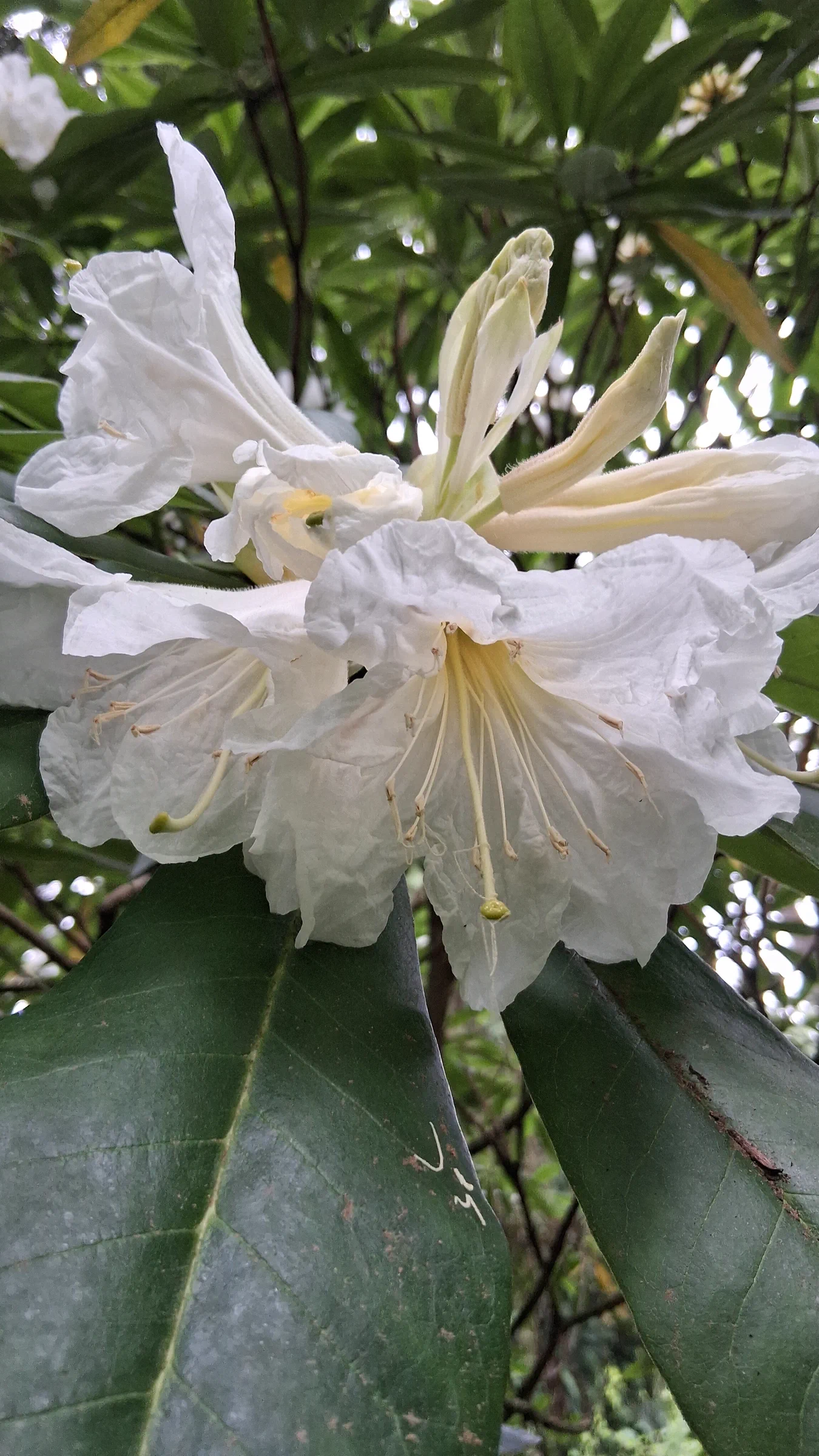R. glanduliferum photo of R. glanduliferum. R. glanduliferum 1998/671 RSBG flowers starting to open.. Location: Rhododendron Species Botanical Garden. Photo by: Thatrhodylady