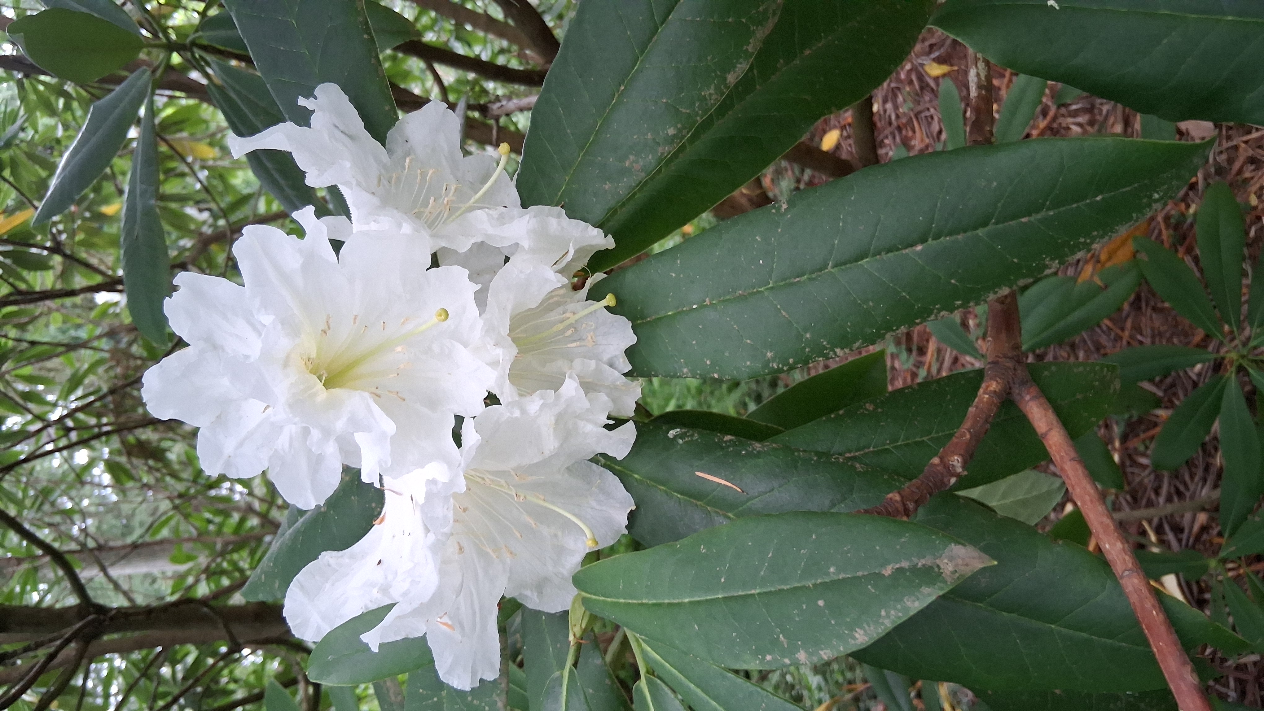 Rhododendron glanduliferum photo