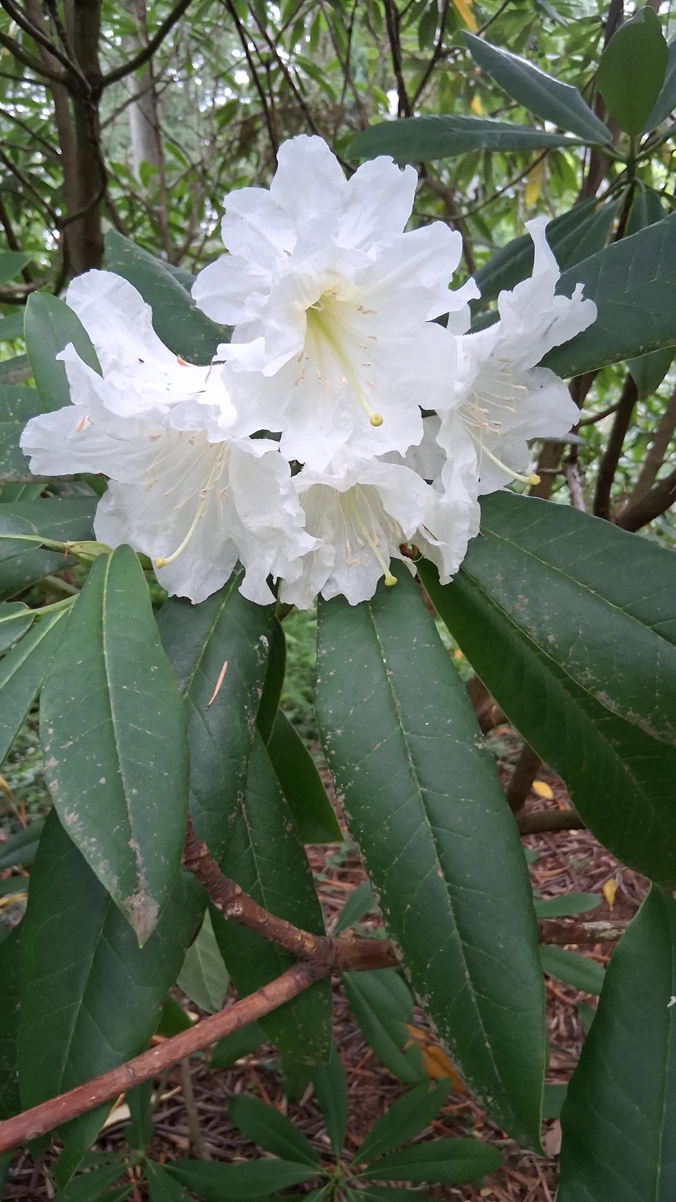 R. glanduliferum photo of R. glanduliferum. R. glanduliferum 1998/671 RSBG flowers and leaves.. Location: Rhododendron Species Botanical Garden. Photo by: Thatrhodylady