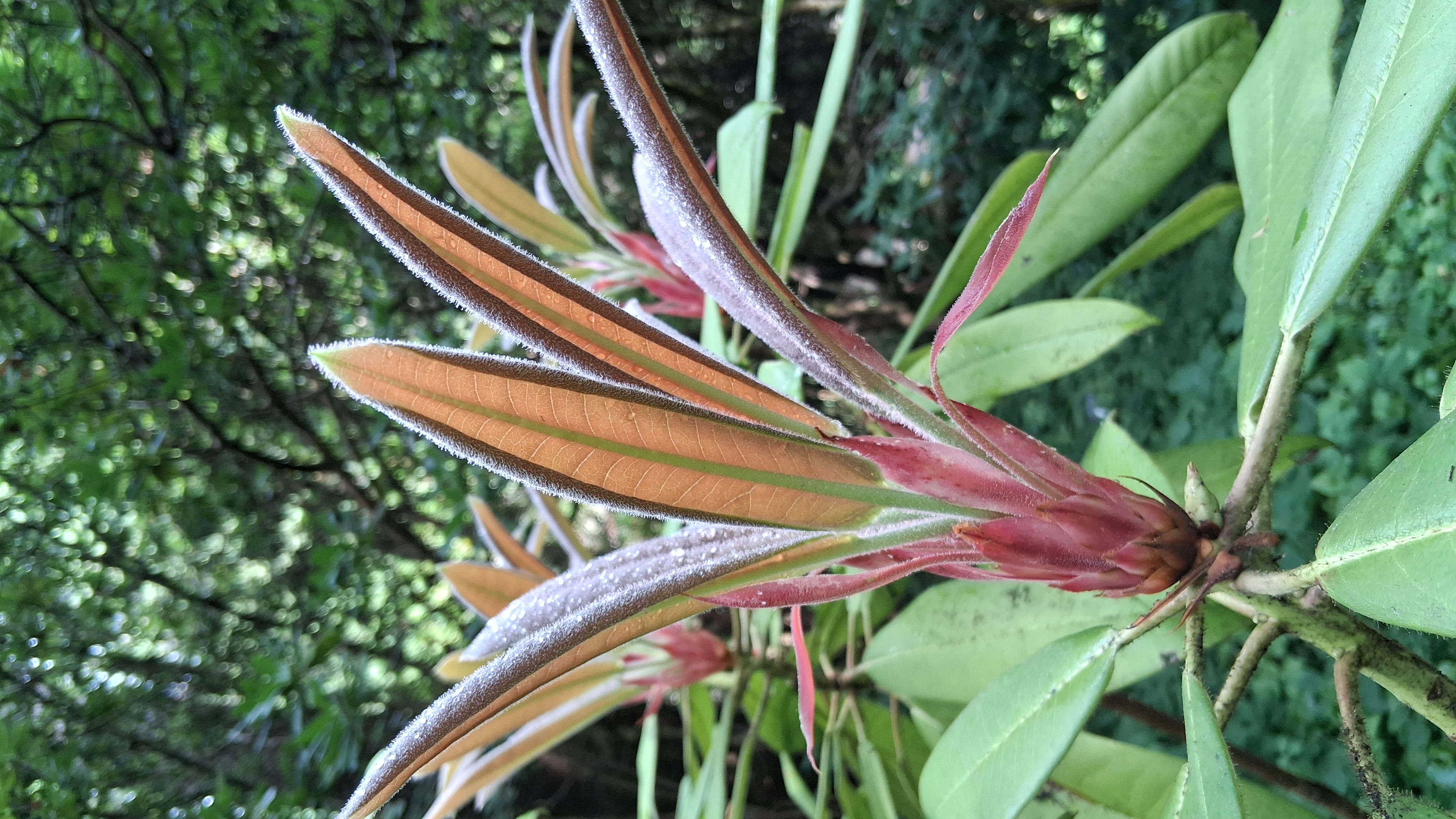 Rhododendron glanduliferum photo