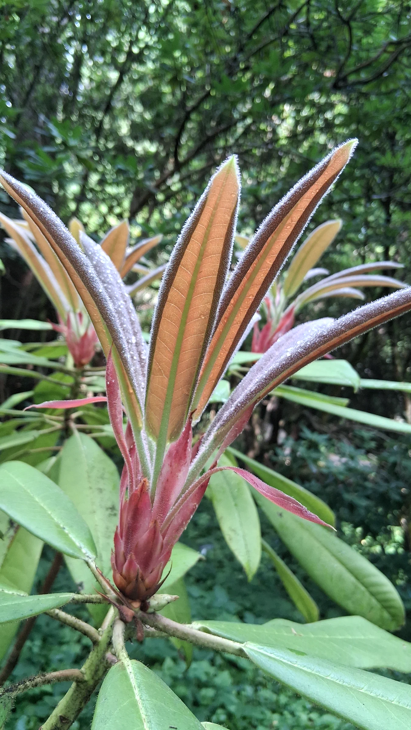 R. glanduliferum photo of R. glanduliferum. R. glanduliferum 2017/232 RSBG (CDHM#14658) new growth.. Location: Rhododendron Species Botanical Garden. Photo by: Thatrhodylady