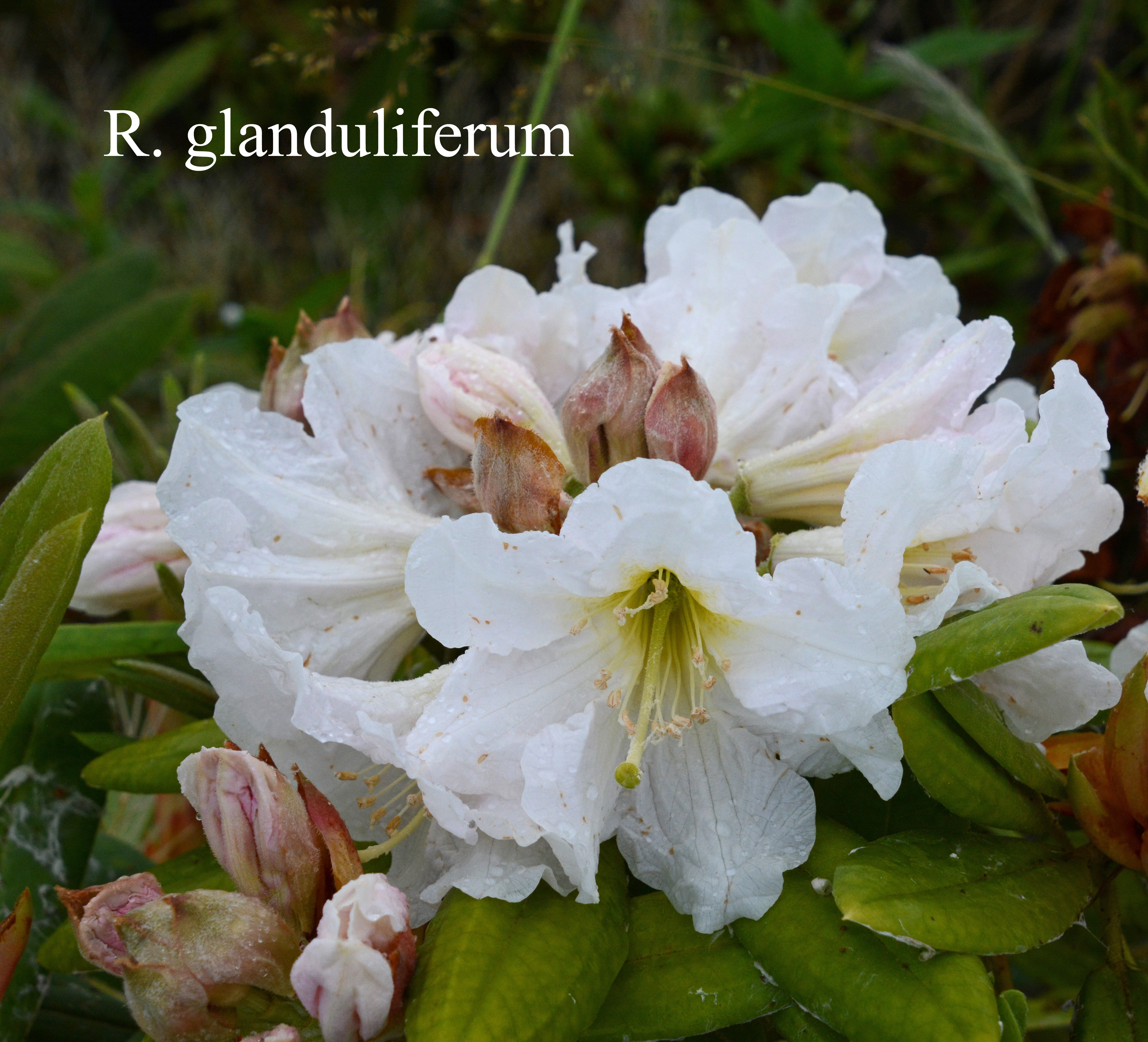 Rhododendron glanduliferum photo