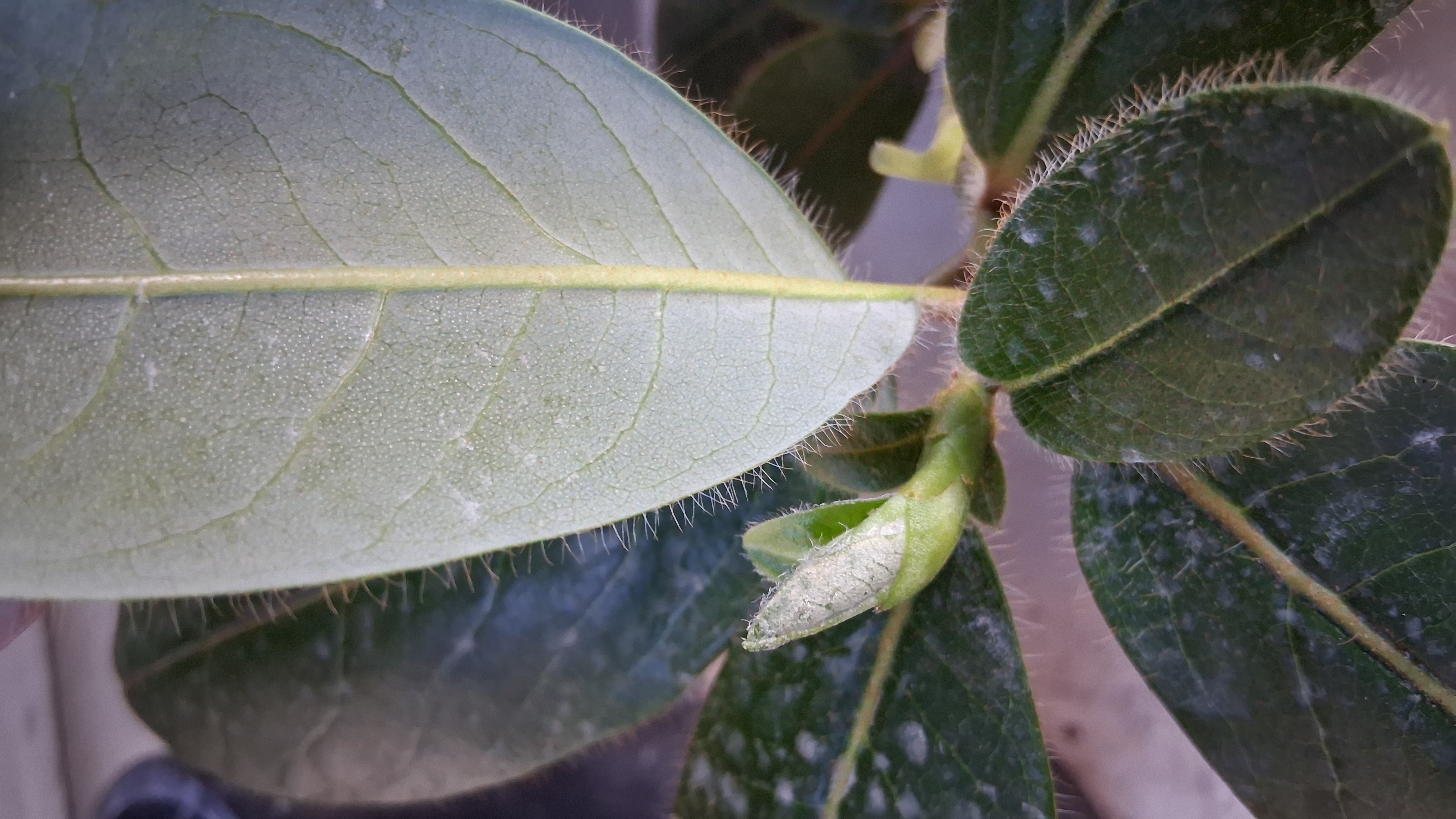 Rhododendron levinei photo
