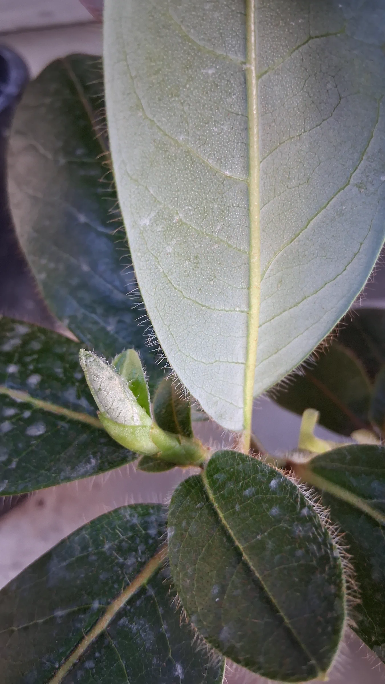 R. levinei photo of R. levinei. R. levinei adult gloucous greenish white underside of leaf with lepidote scales. Also the bristly hairs along the margin of a leaf.. Location: Private Garden Seatac, WA, USA. Photo by: Thatrhodylady