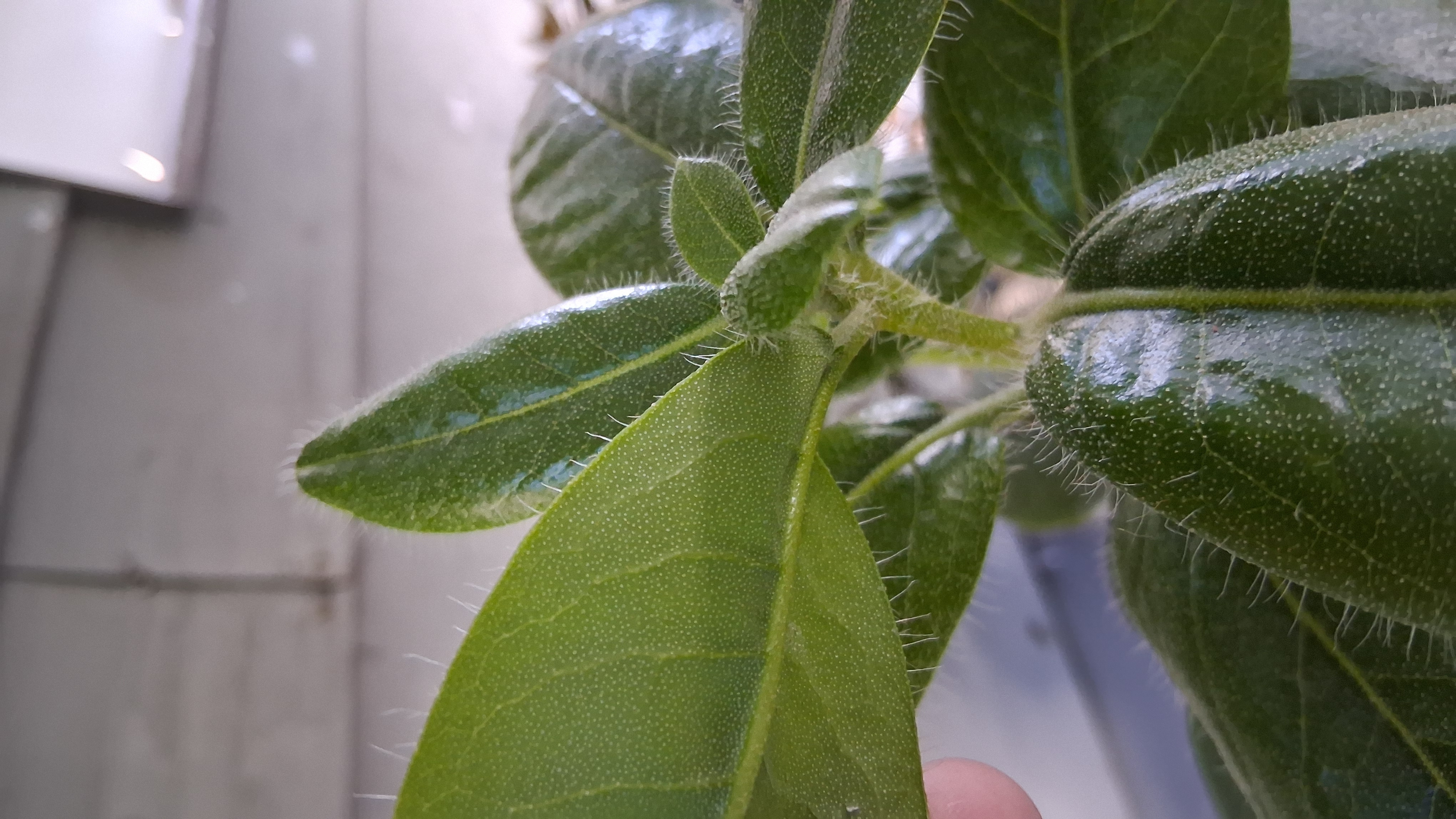 Rhododendron levinei photo