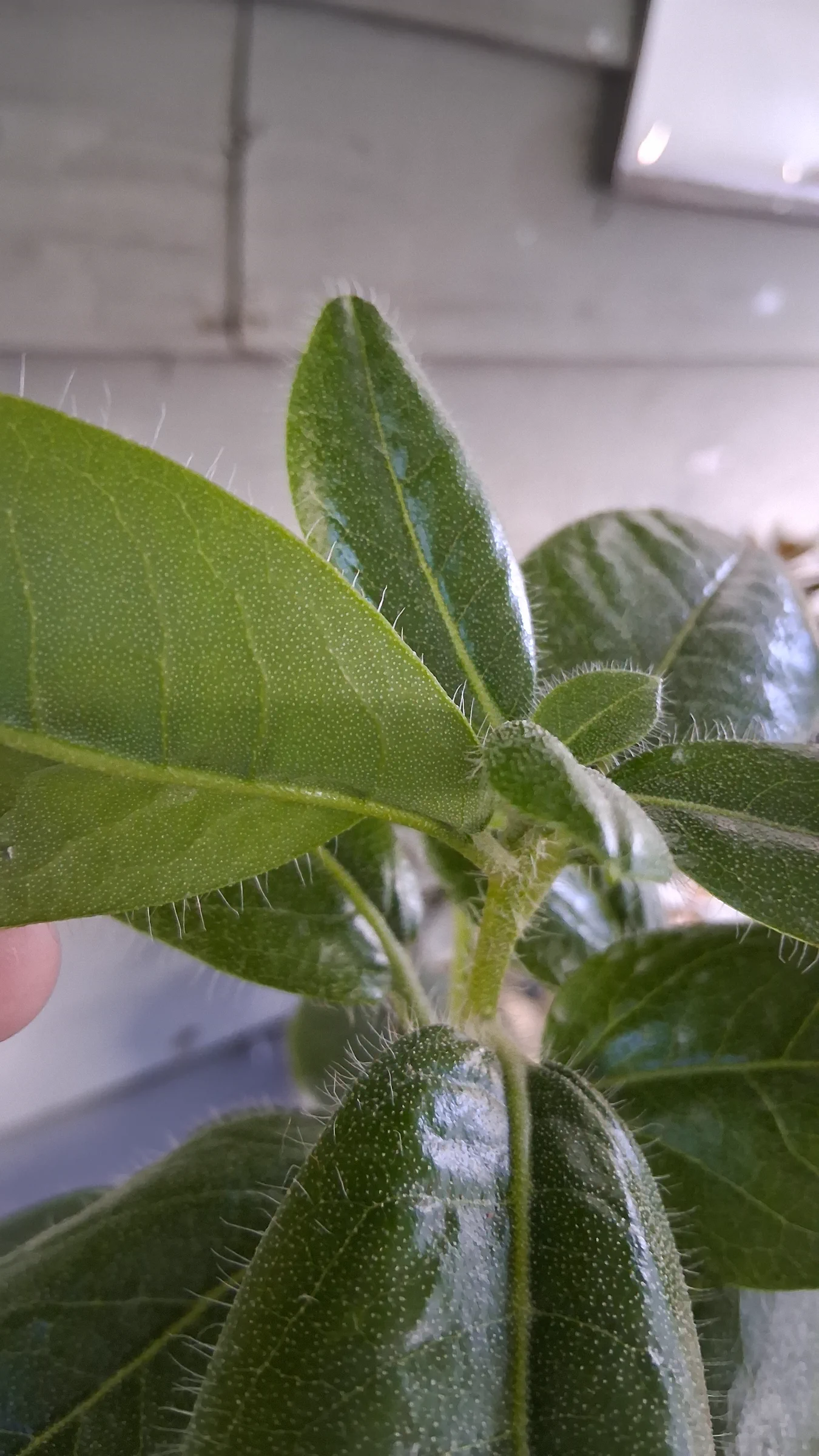 R. levinei photo of R. levinei. R. levinei new growth and underside of leaves with scales.. Location: Private Garden Seatac, WA, USA. Photo by: Thatrhodylady