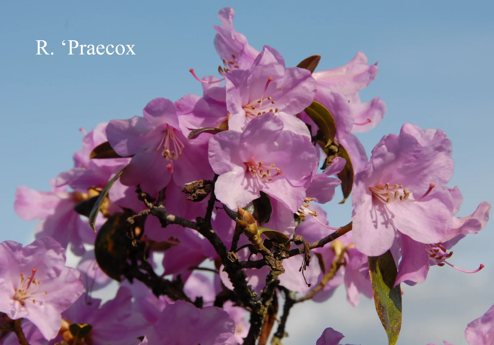 R. 'Praecox' photo of R. 'Praecox'. Location: Fearing's Farm Nursery, Abbotsford, BC, Canada. Photo by: Harold Fearing