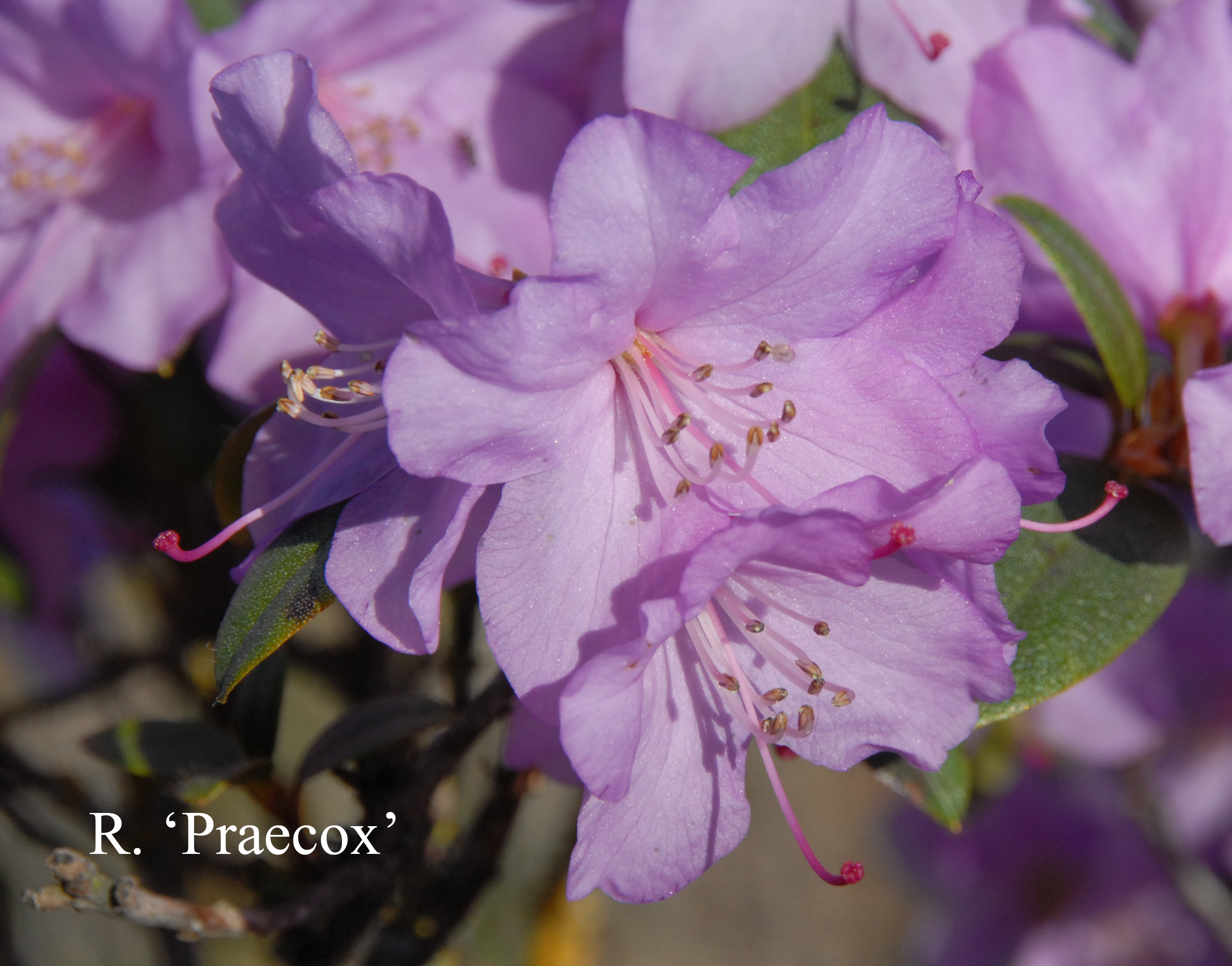 Rhododendron Praecox photo