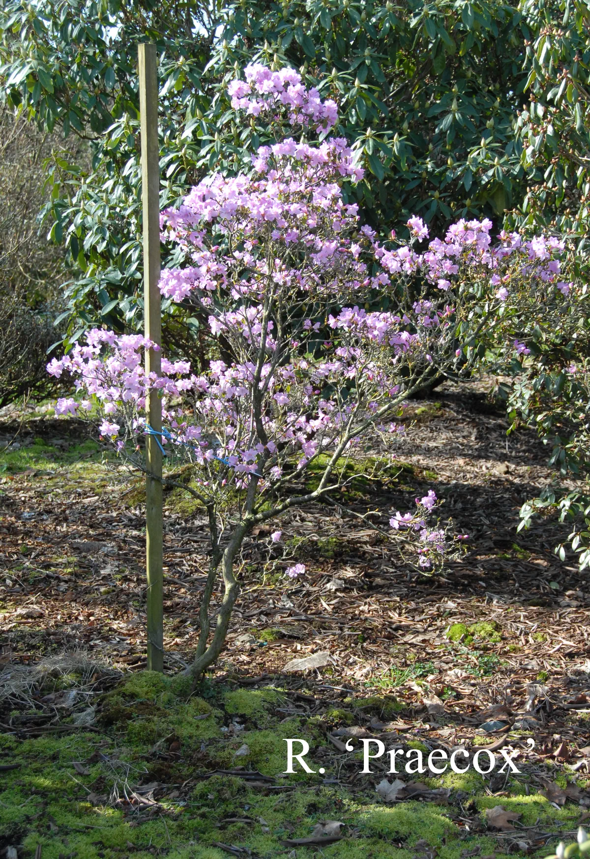 R. 'Praecox' photo of R. 'Praecox'. Location: Fearing's Farm Nursery, Abbotsford, BC, Canada. Photo by: Harold Fearing