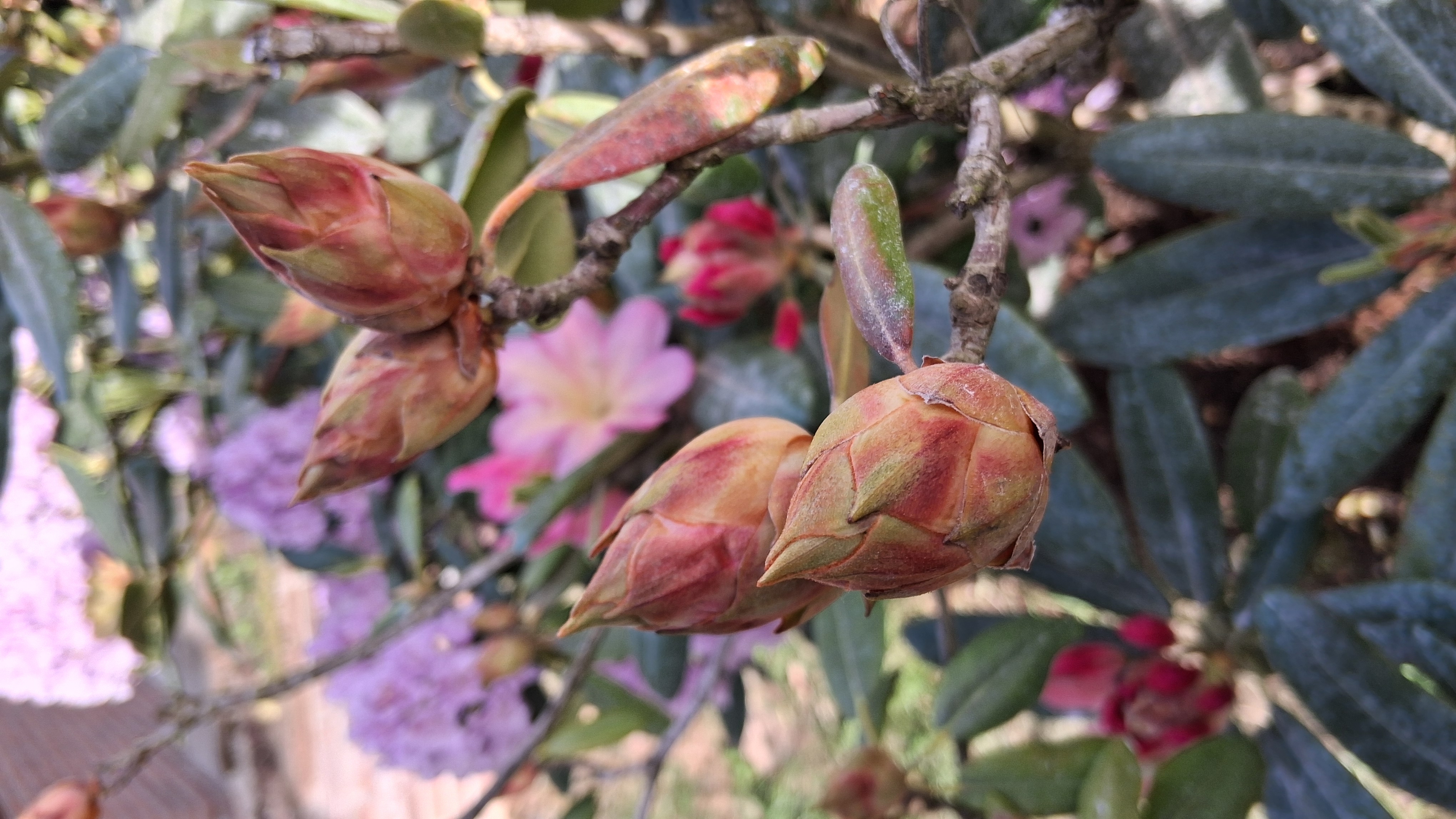 Rhododendron Bali photo