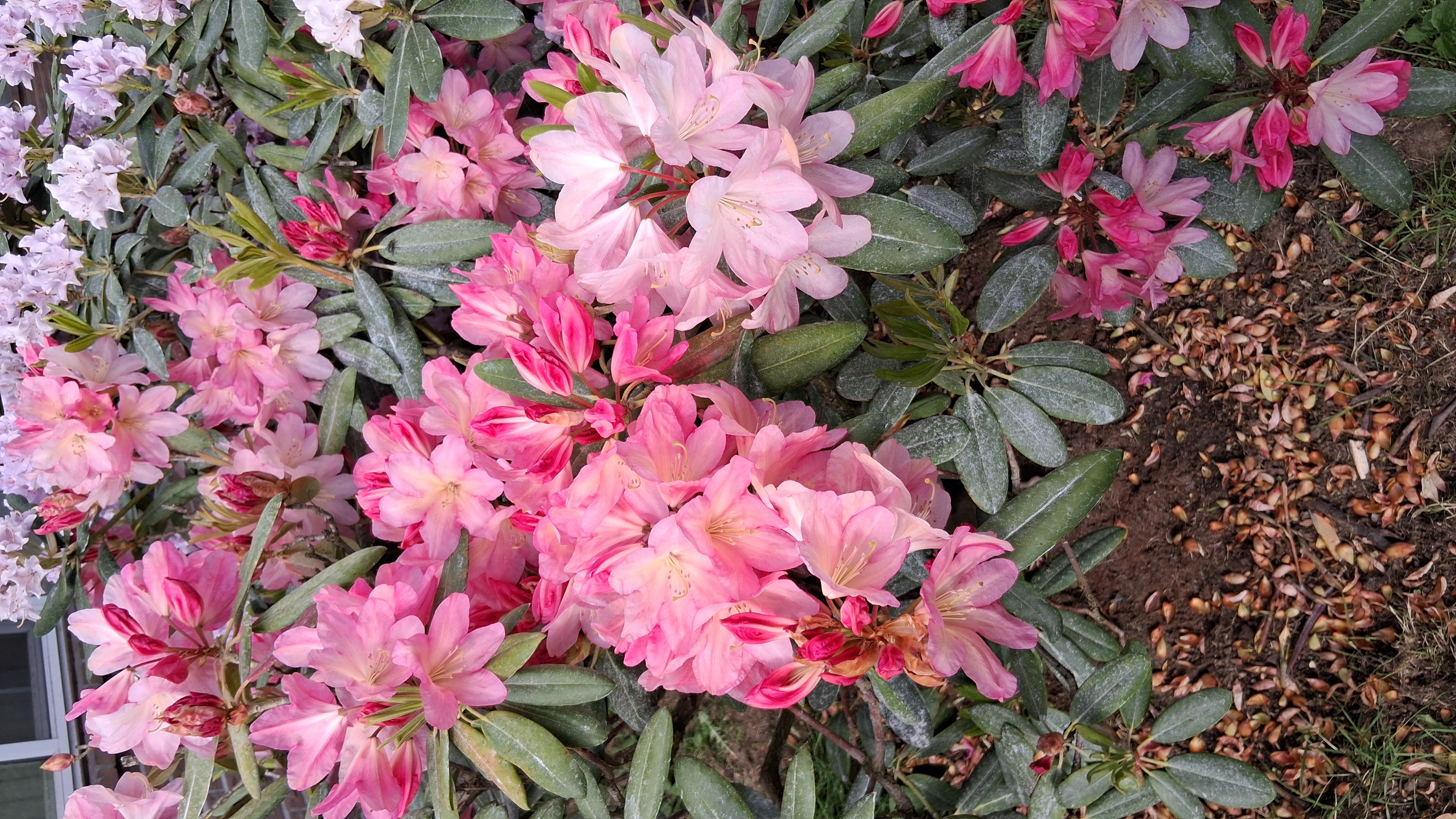 Rhododendron Bali photo