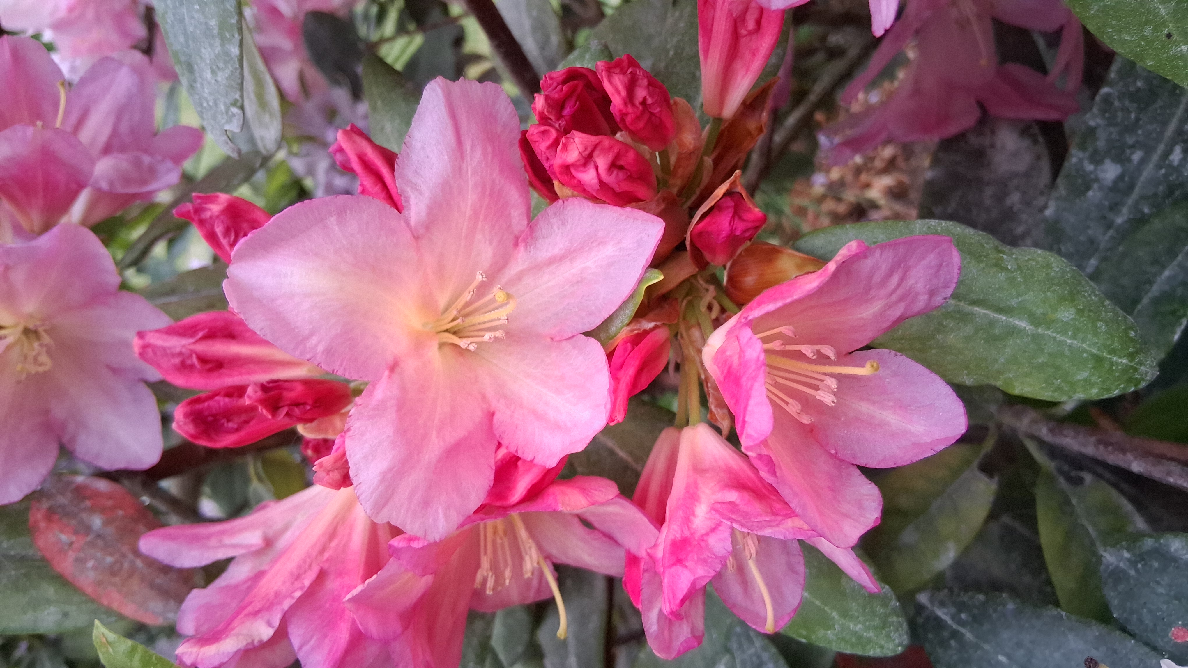 Rhododendron Bali photo